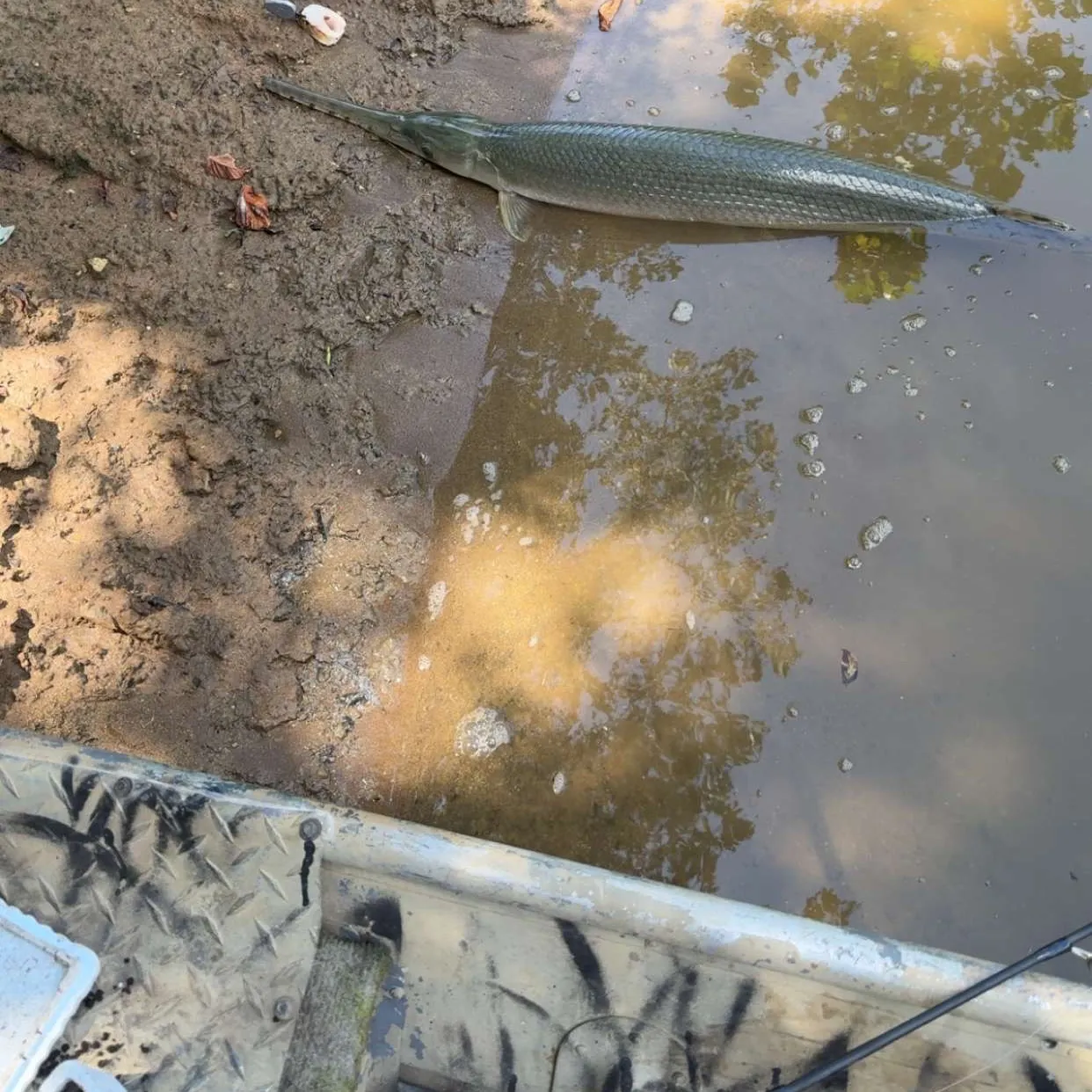 The most recent Shortnose gar catches on Fishbrain