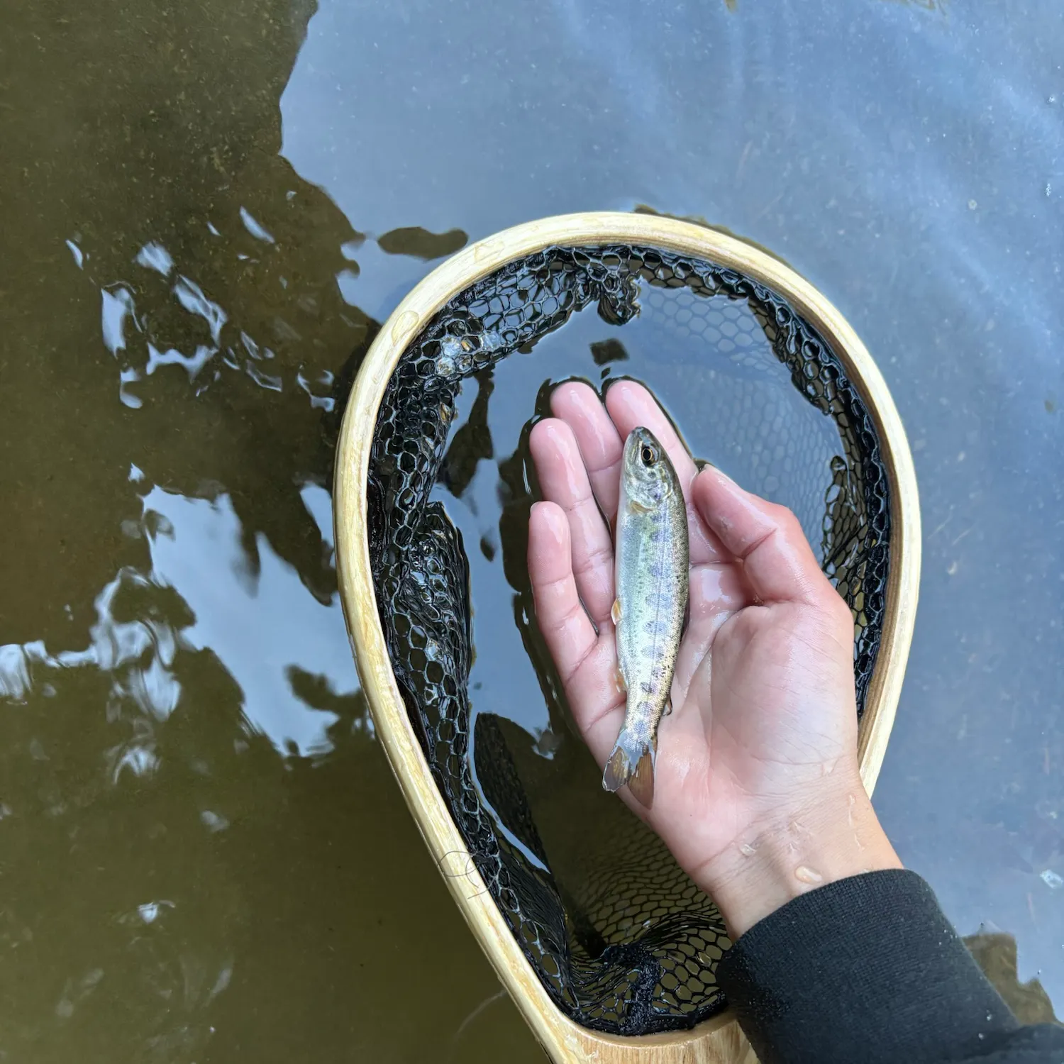 Coastal rainbow trout caught on Fishbrain