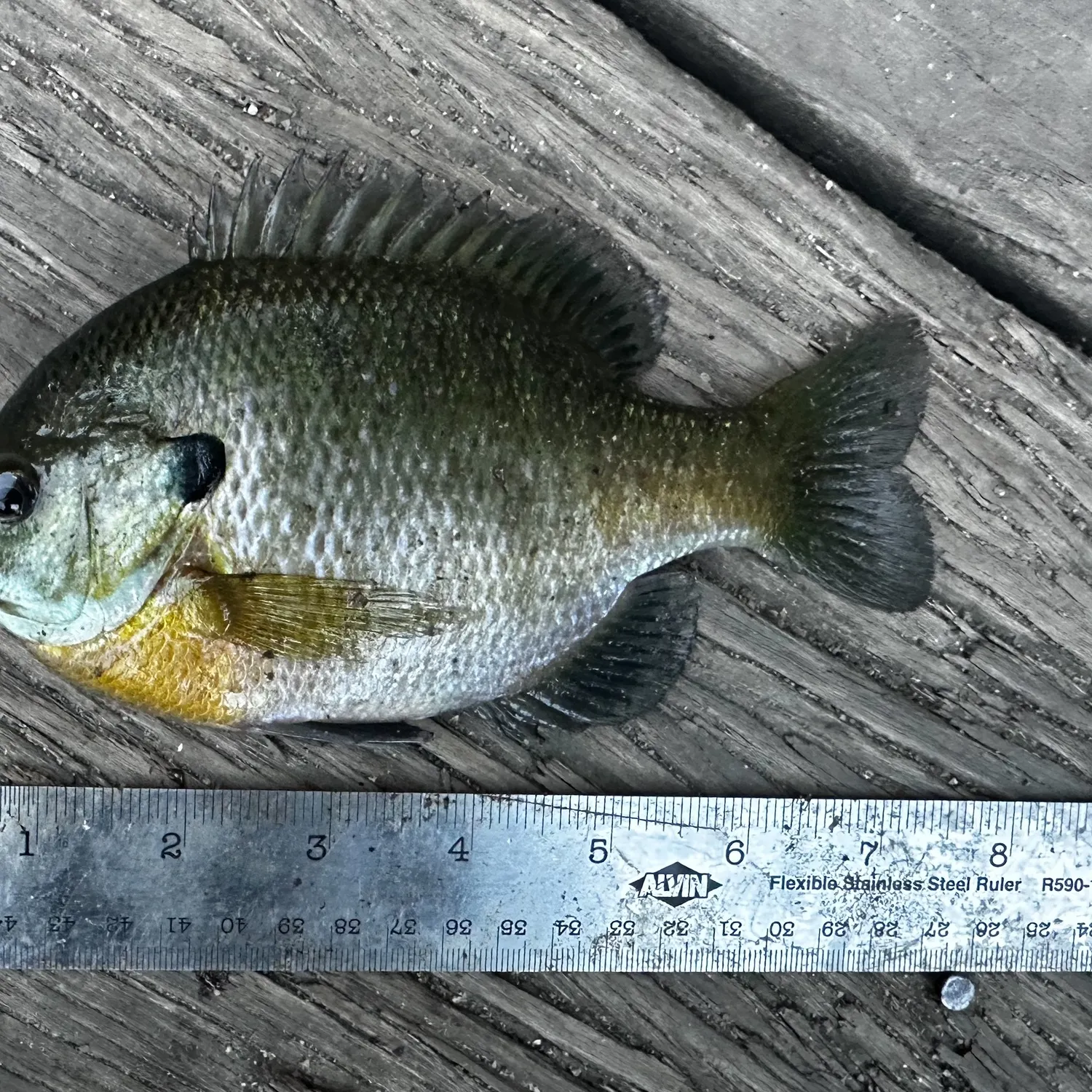 Bluegill caught on Fishbrain