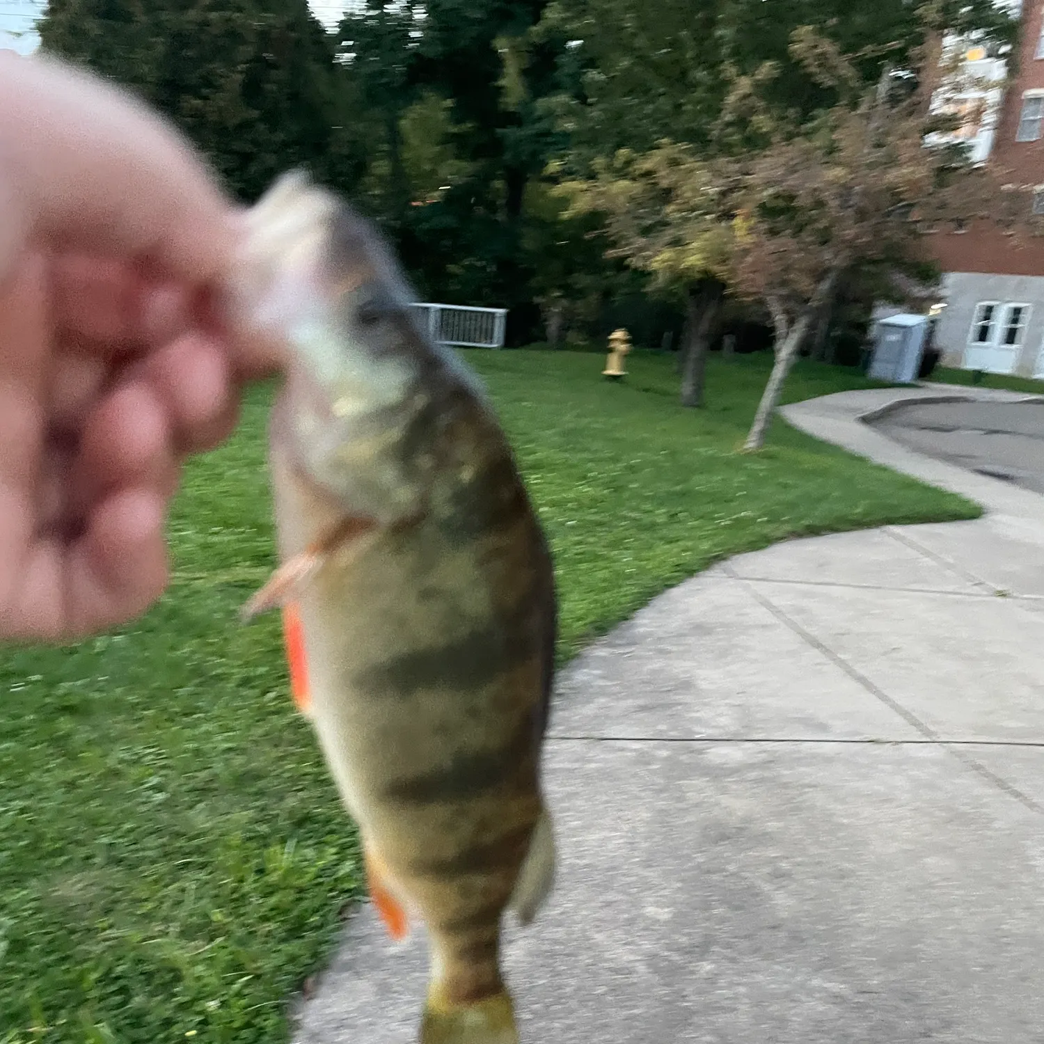 Yellow perch caught on Fishbrain