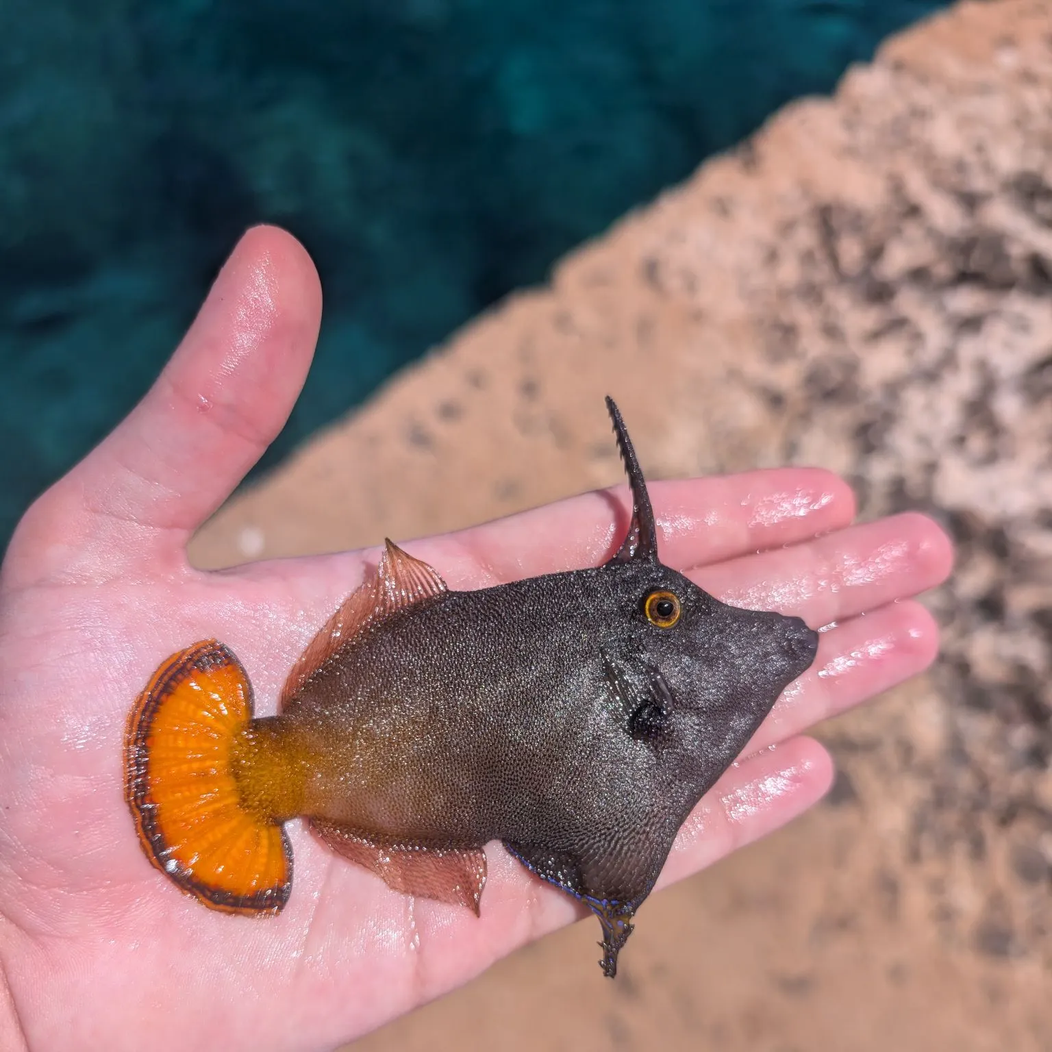 The most recent Orangetail filefish catches on Fishbrain