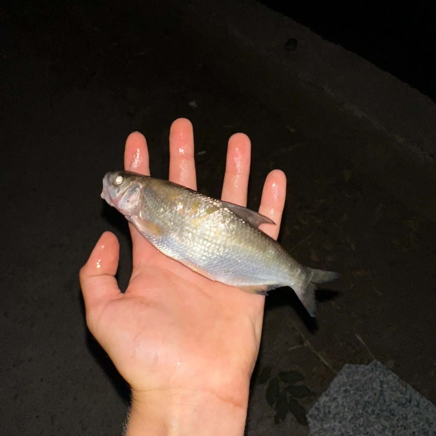 The most recent Common dace catches on Fishbrain