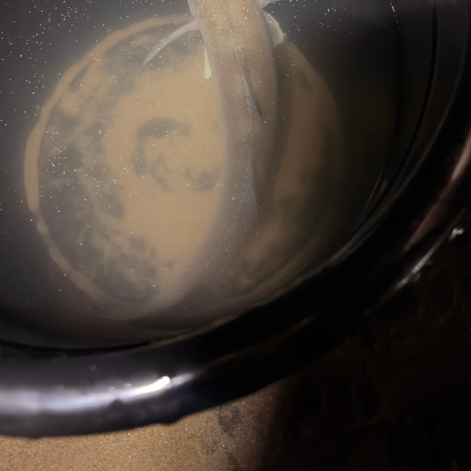 Sand sillago caught on Fishbrain