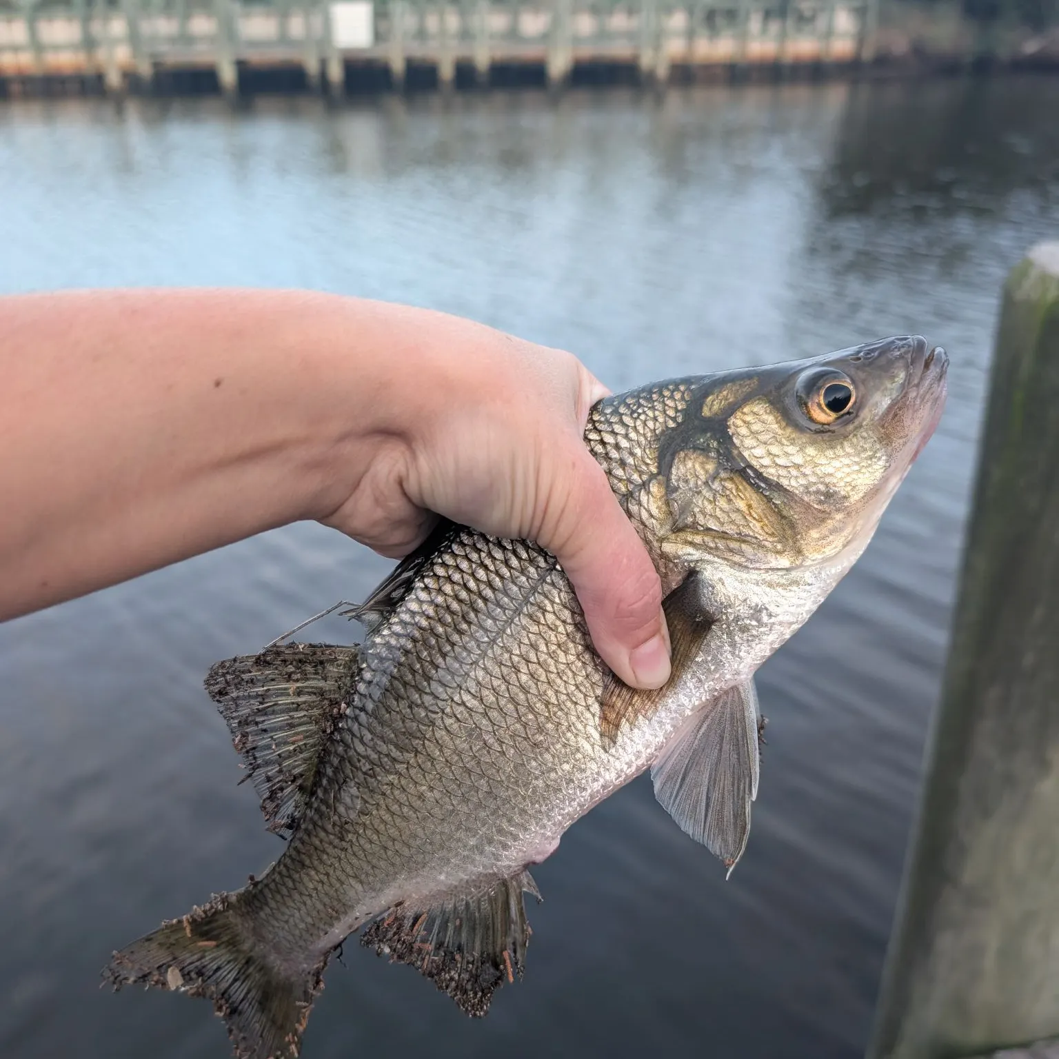 White perch caught on Fishbrain