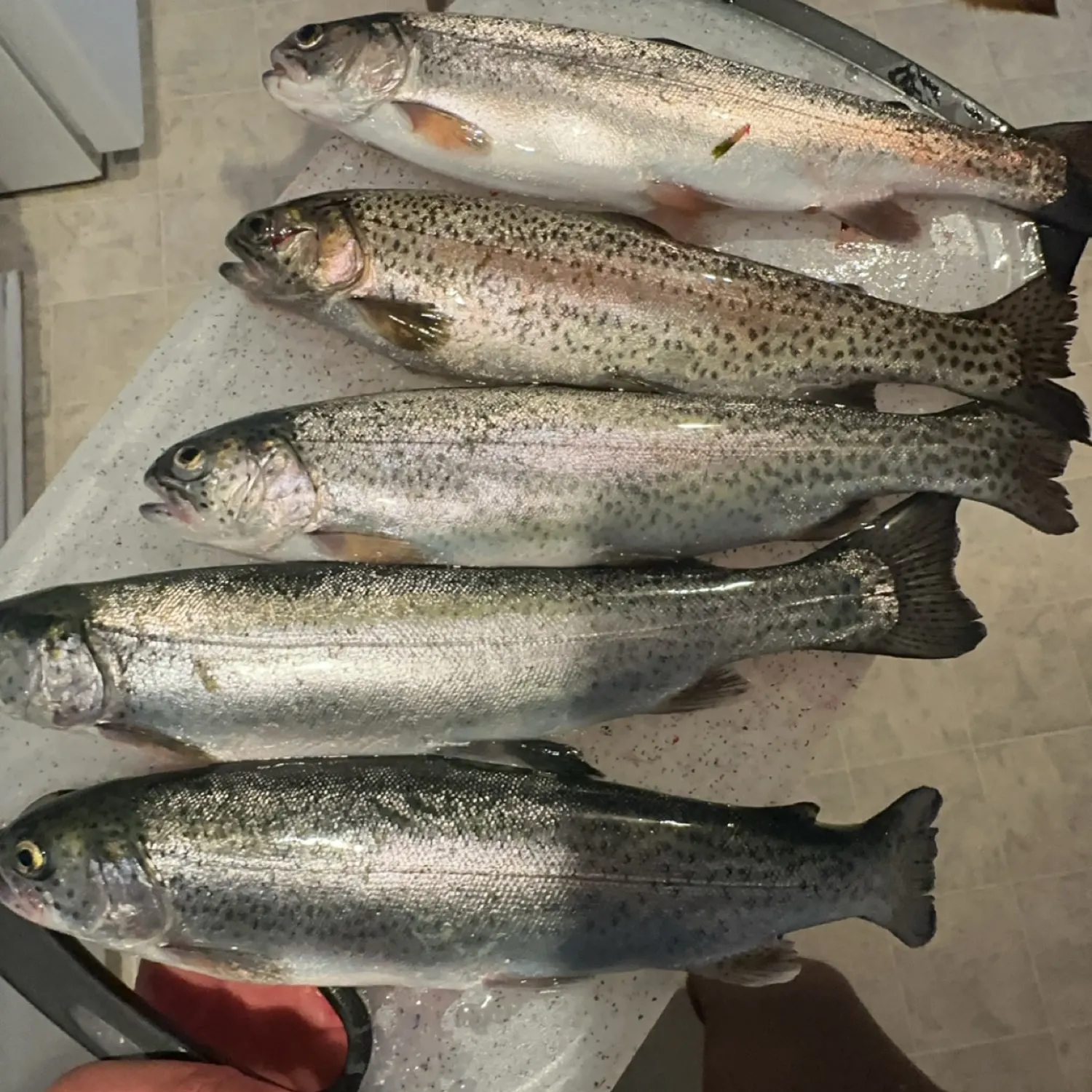 recently logged catches