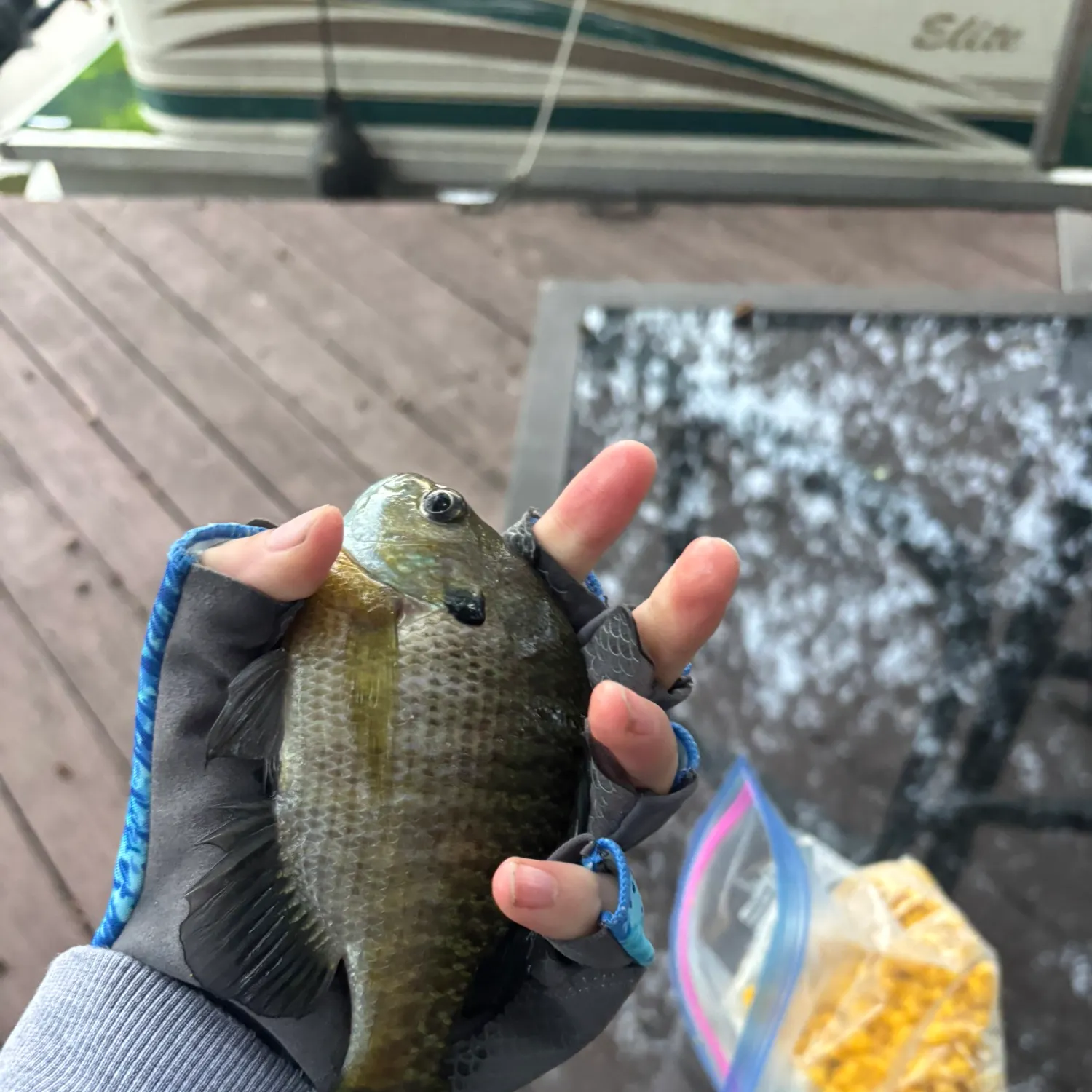 Bluegill caught on Fishbrain