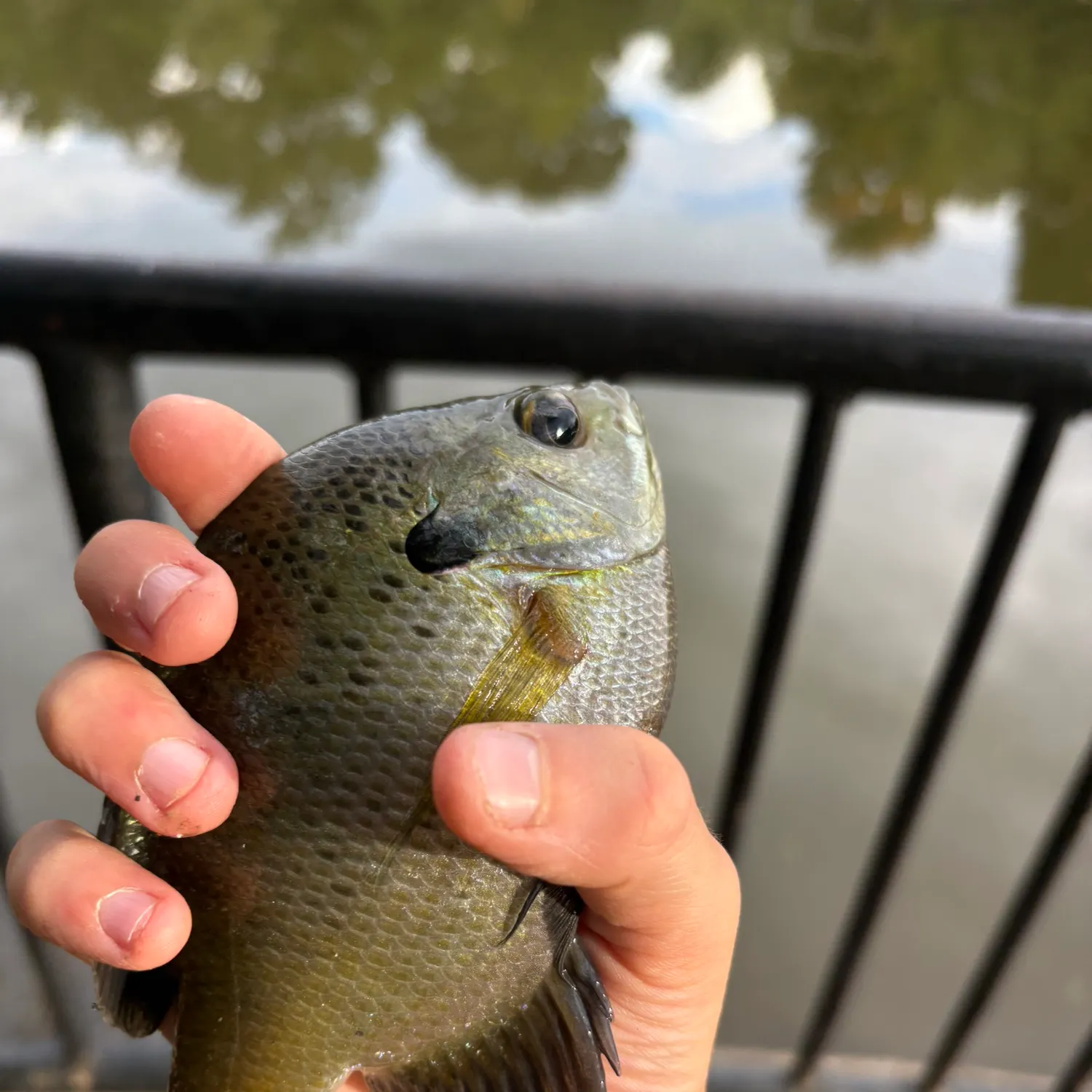Bluegill caught on Fishbrain
