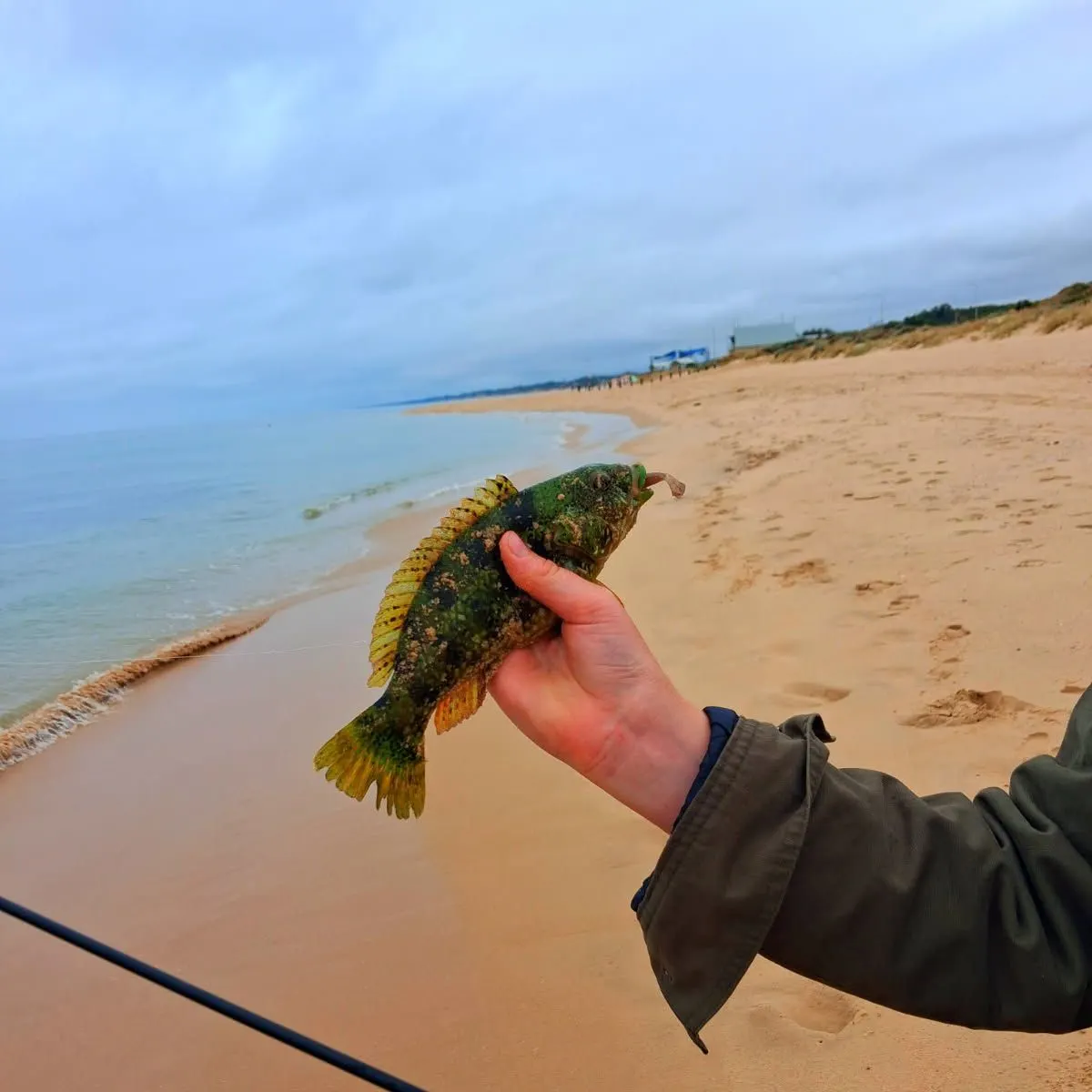 The most recent Rock wrasse catches on Fishbrain