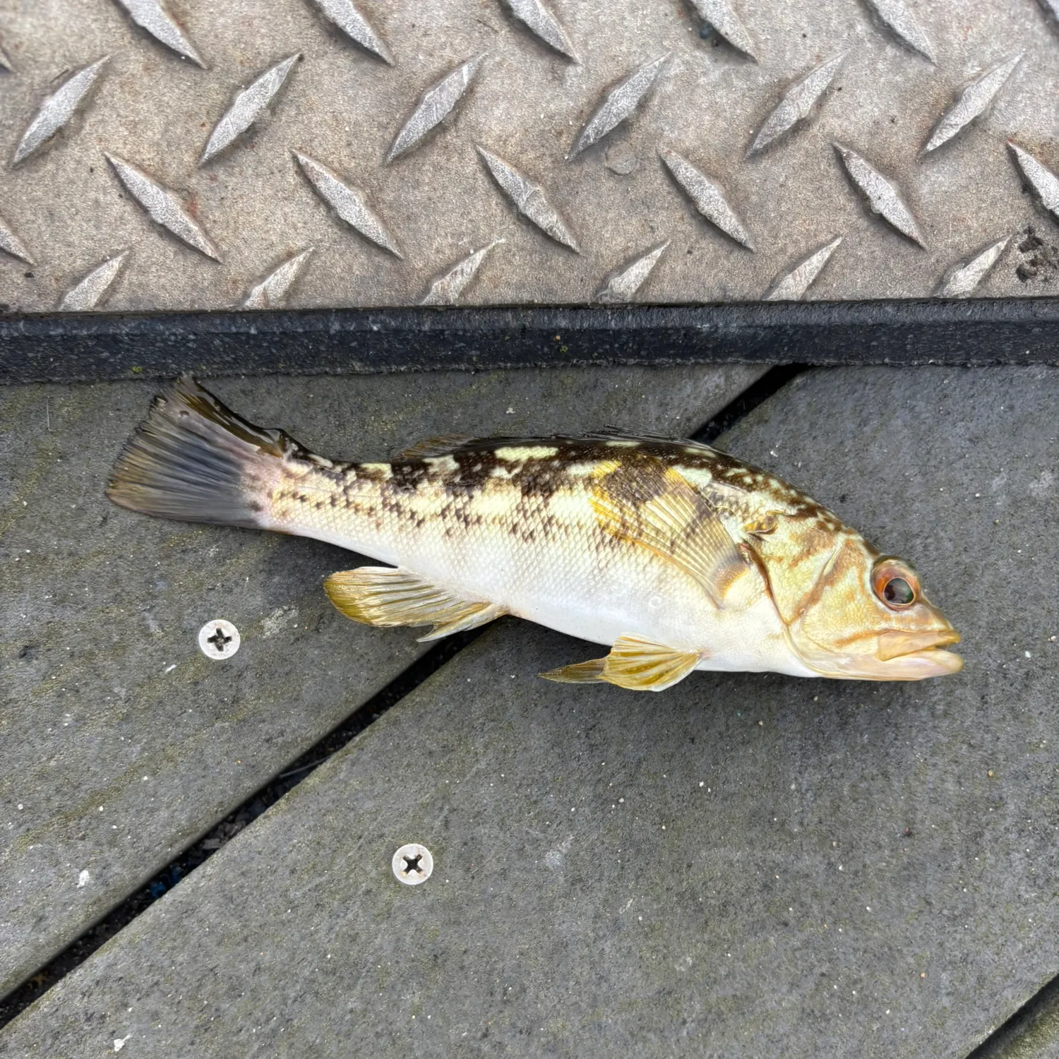 Kelp bass caught on Fishbrain