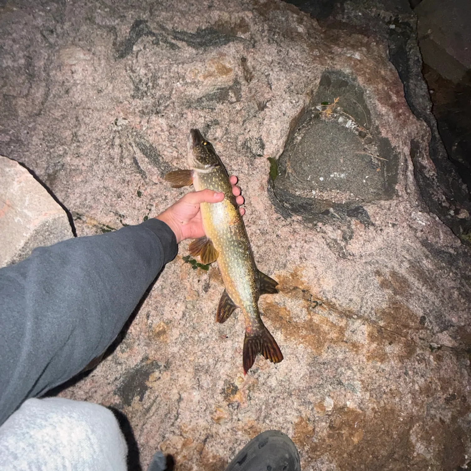 Northern pike caught on Fishbrain