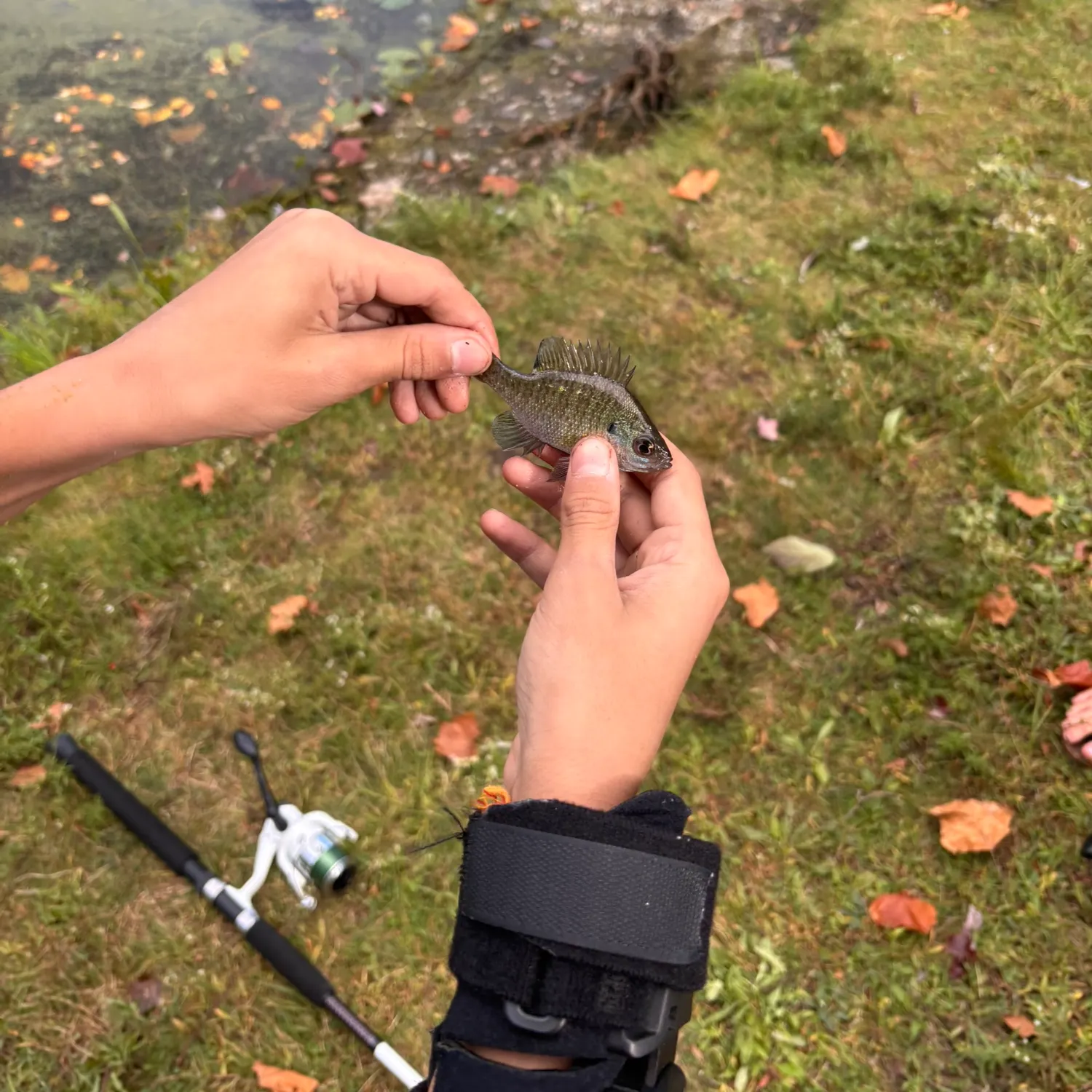 Bluegill caught on Fishbrain