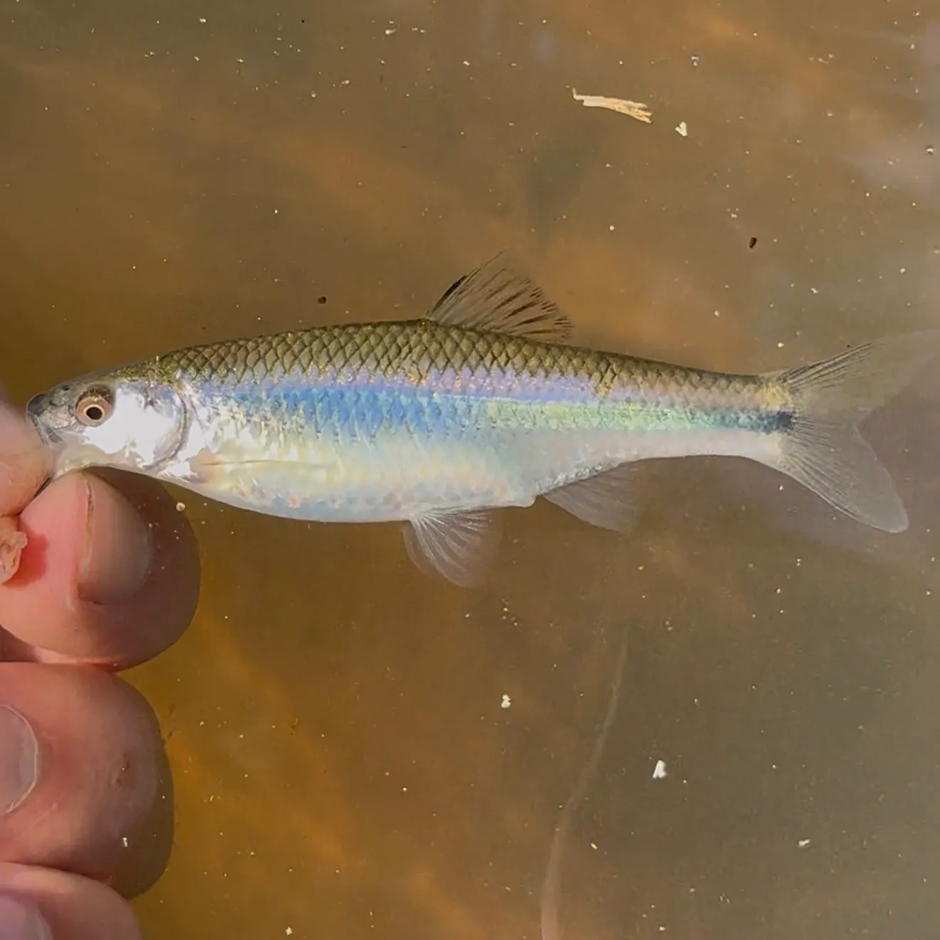 The most recent Ocmulgee shiner catches on Fishbrain