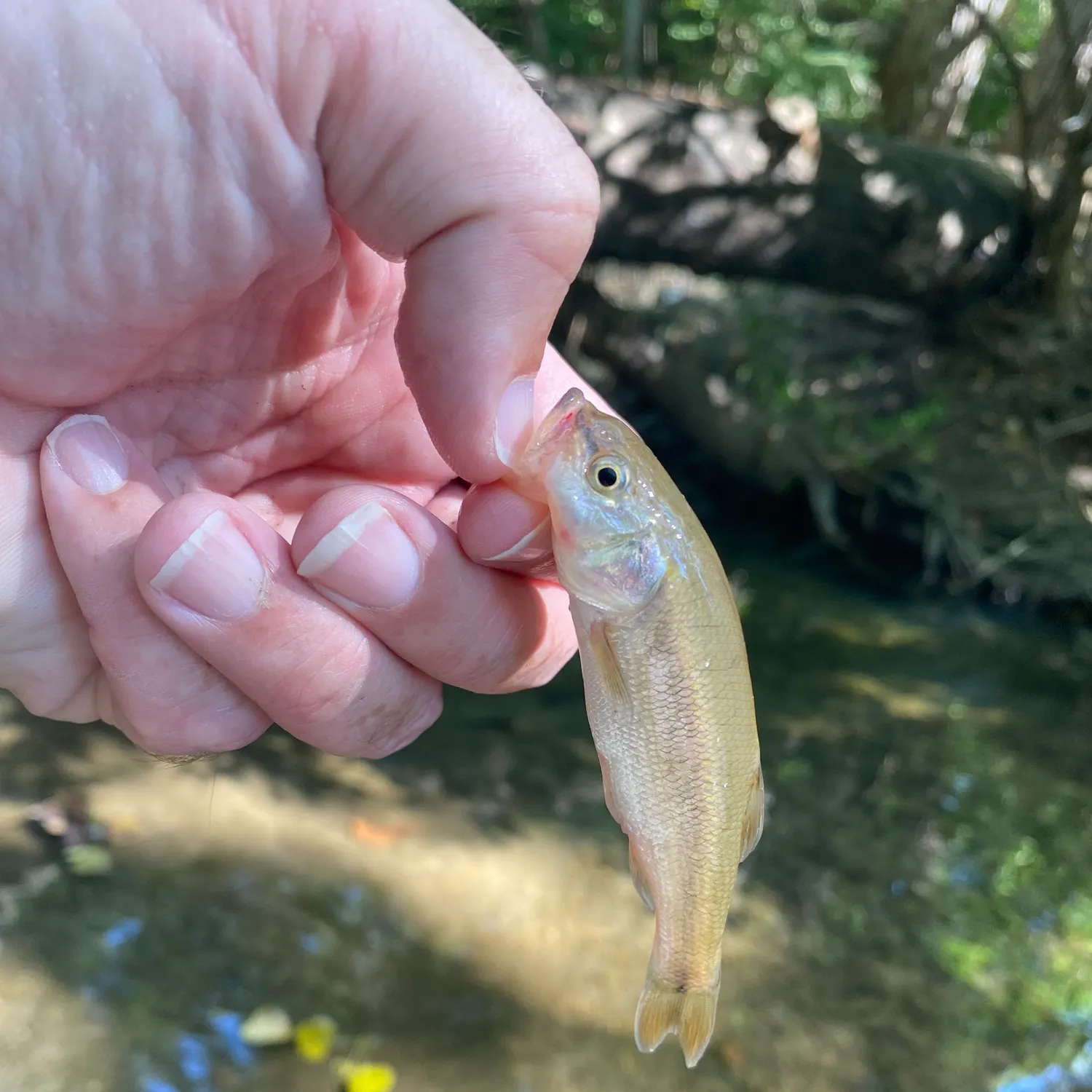 Creek chub caught on Fishbrain