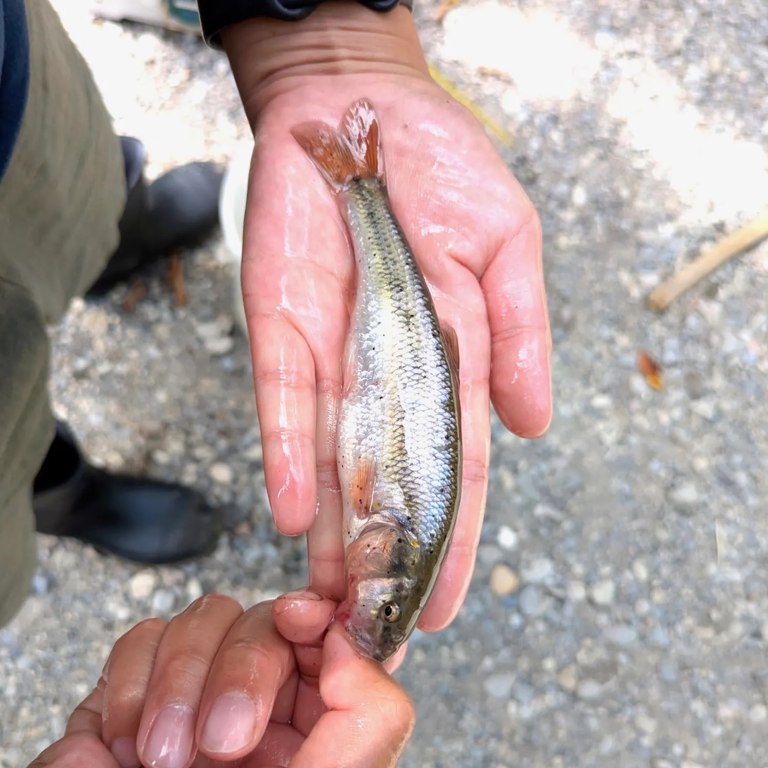 Creek chub caught on Fishbrain