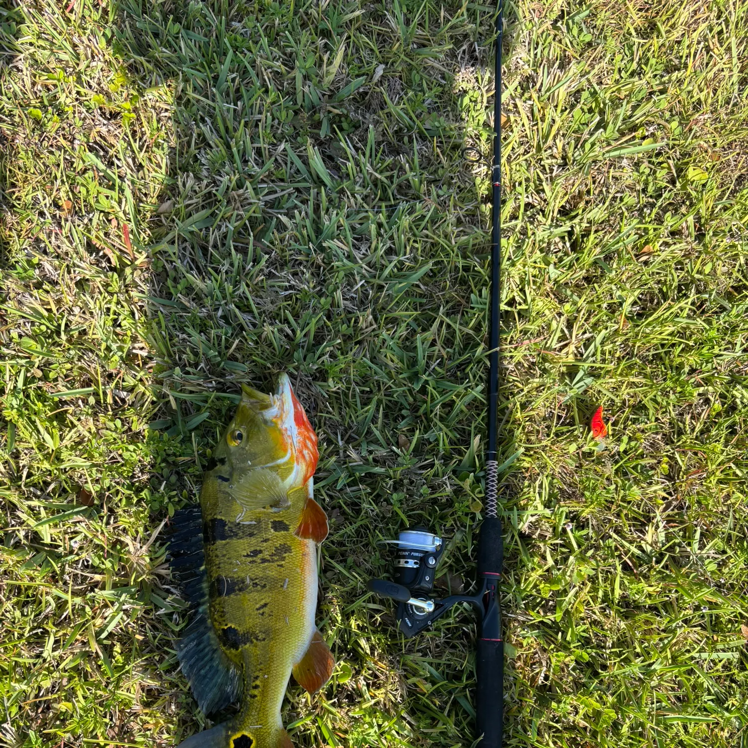 The most recent Butterfly peacock bass catches on Fishbrain