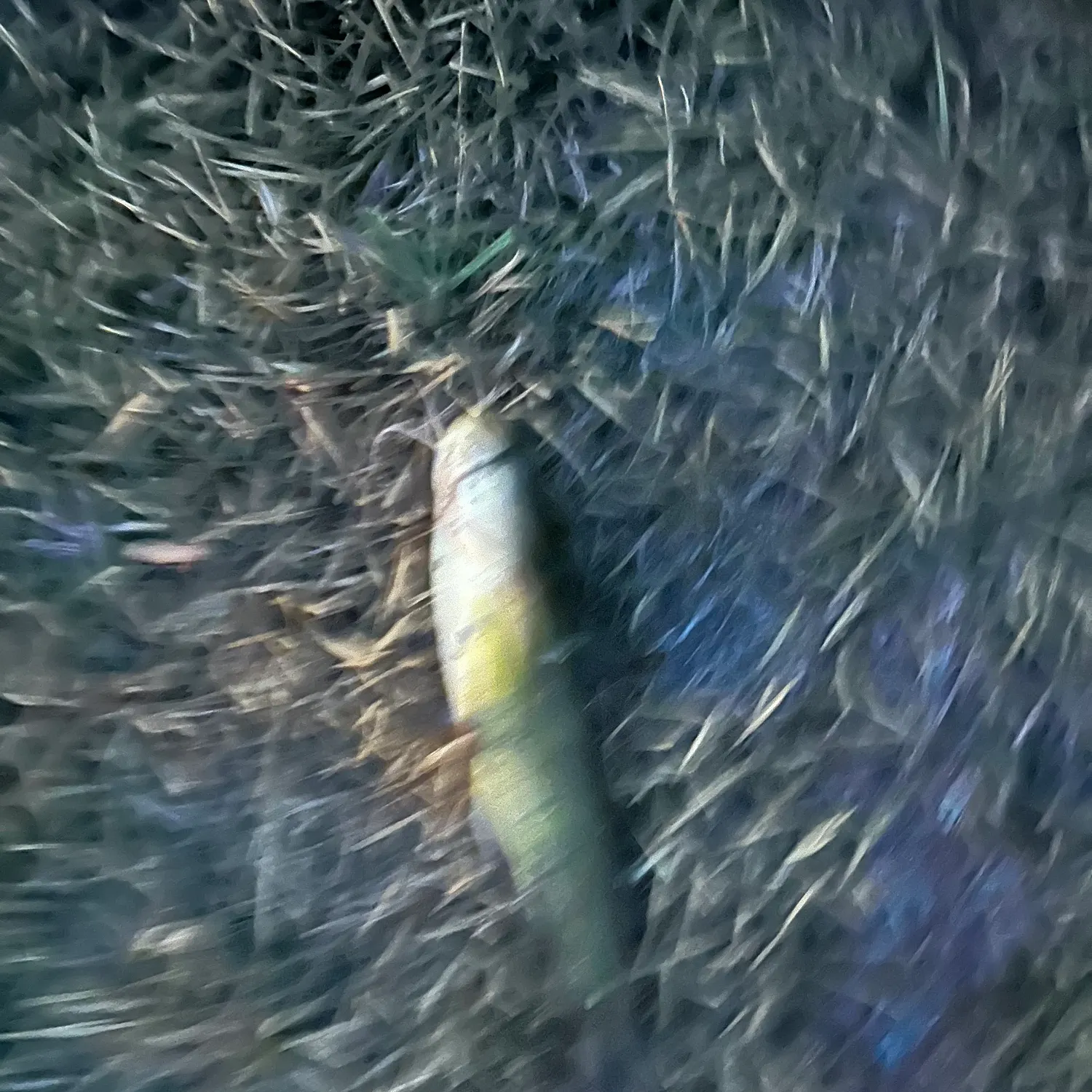 Yellow bullhead caught on Fishbrain