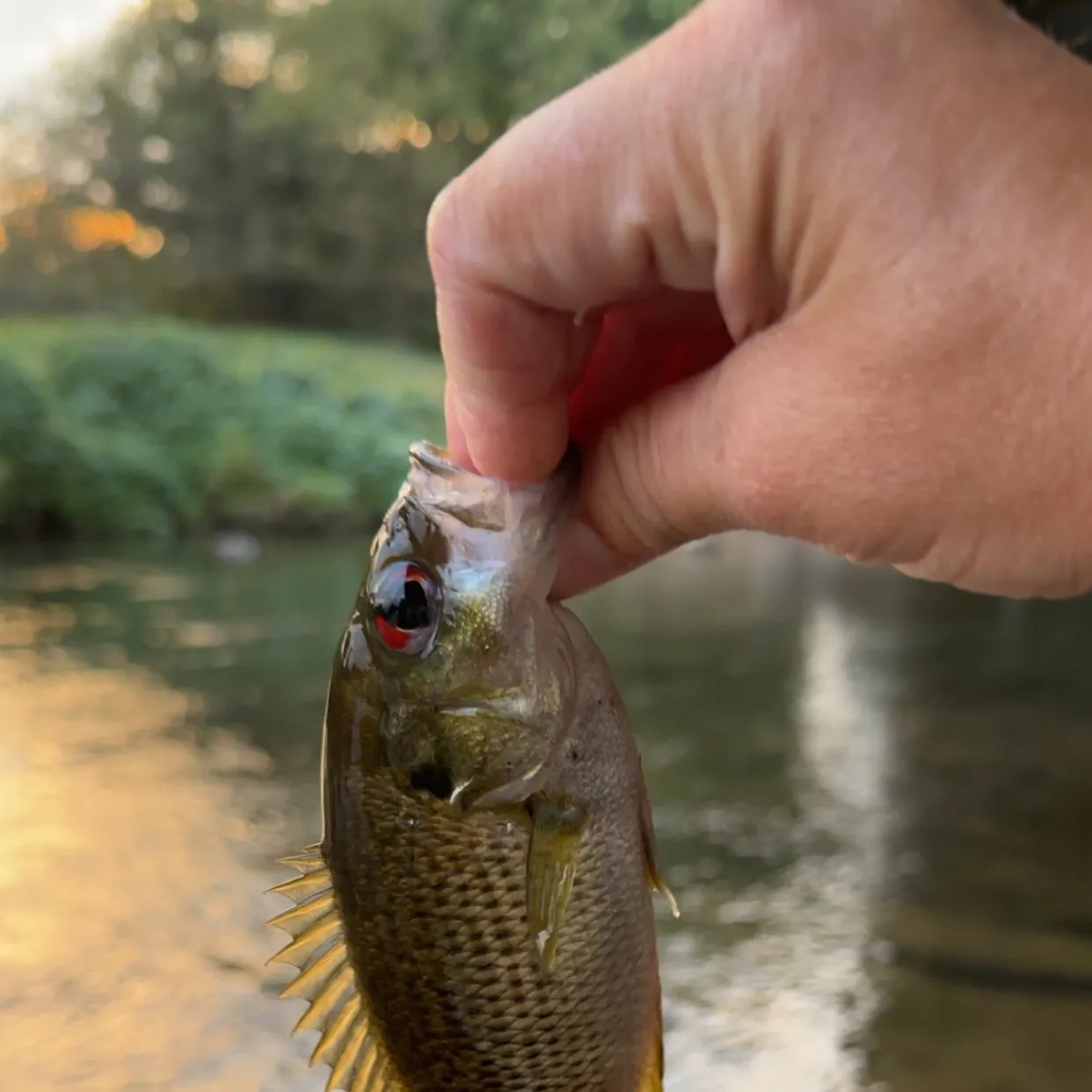 Rock bass caught on Fishbrain