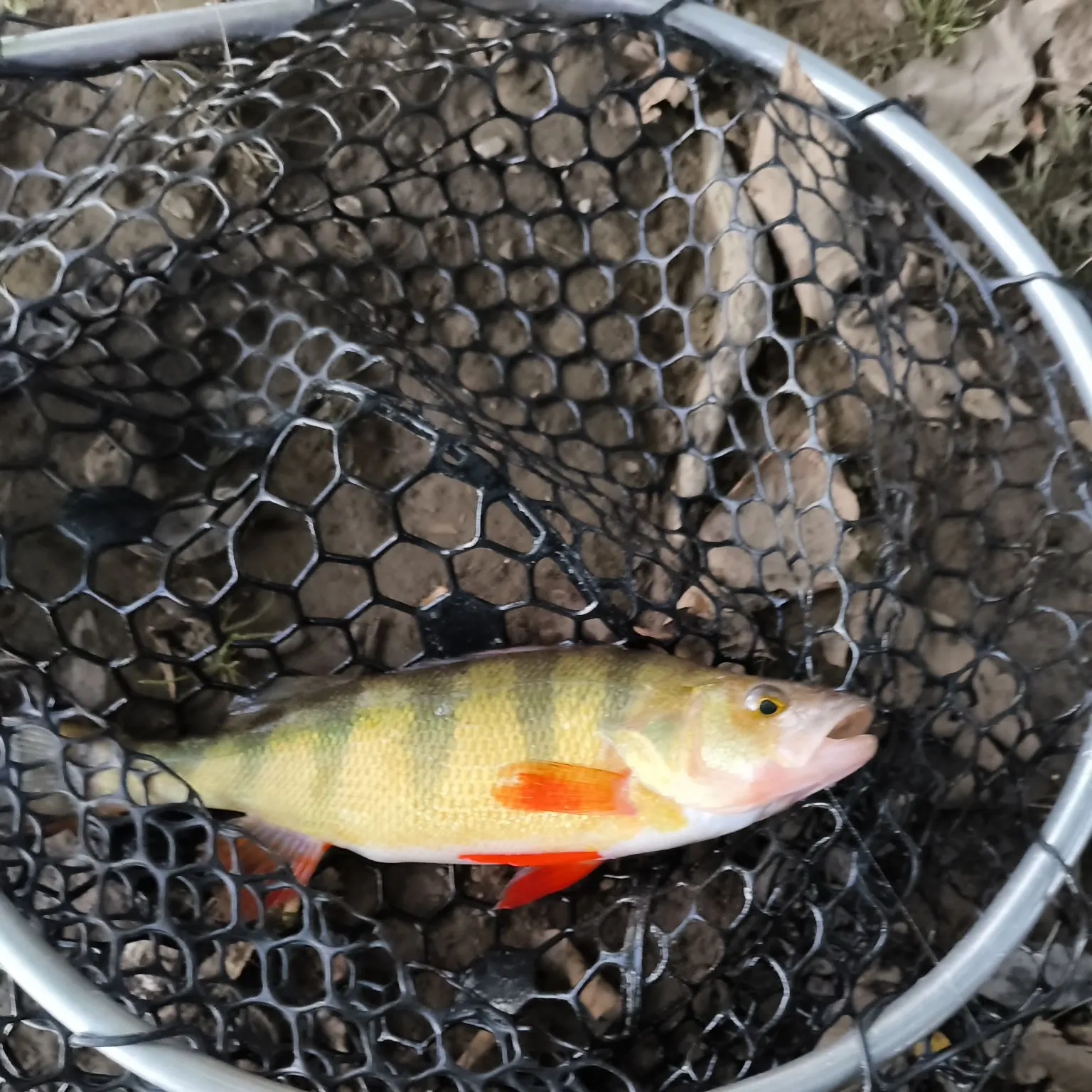 Yellow perch caught on Fishbrain