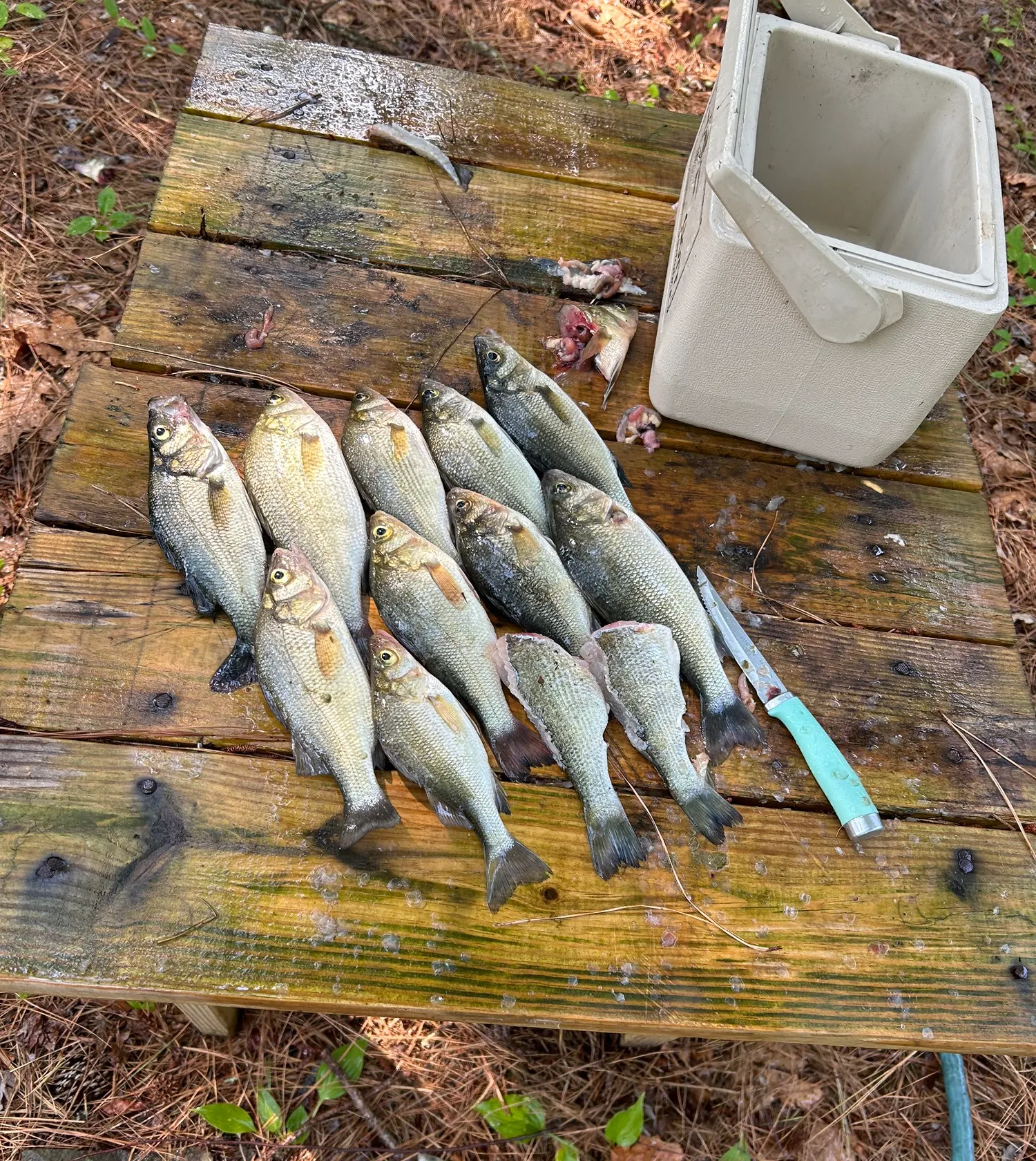 recently logged catches