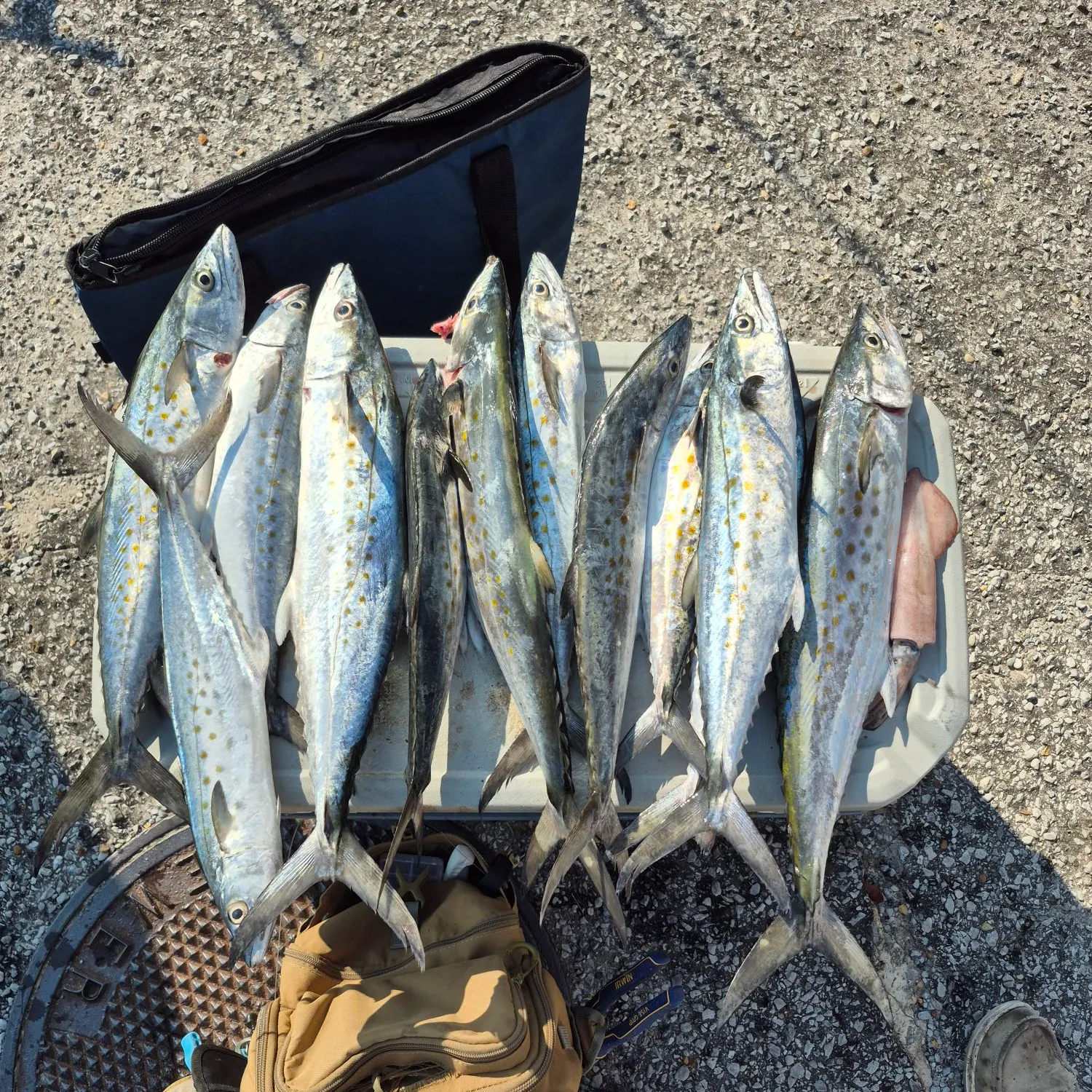 Spanish mackerel caught on Fishbrain