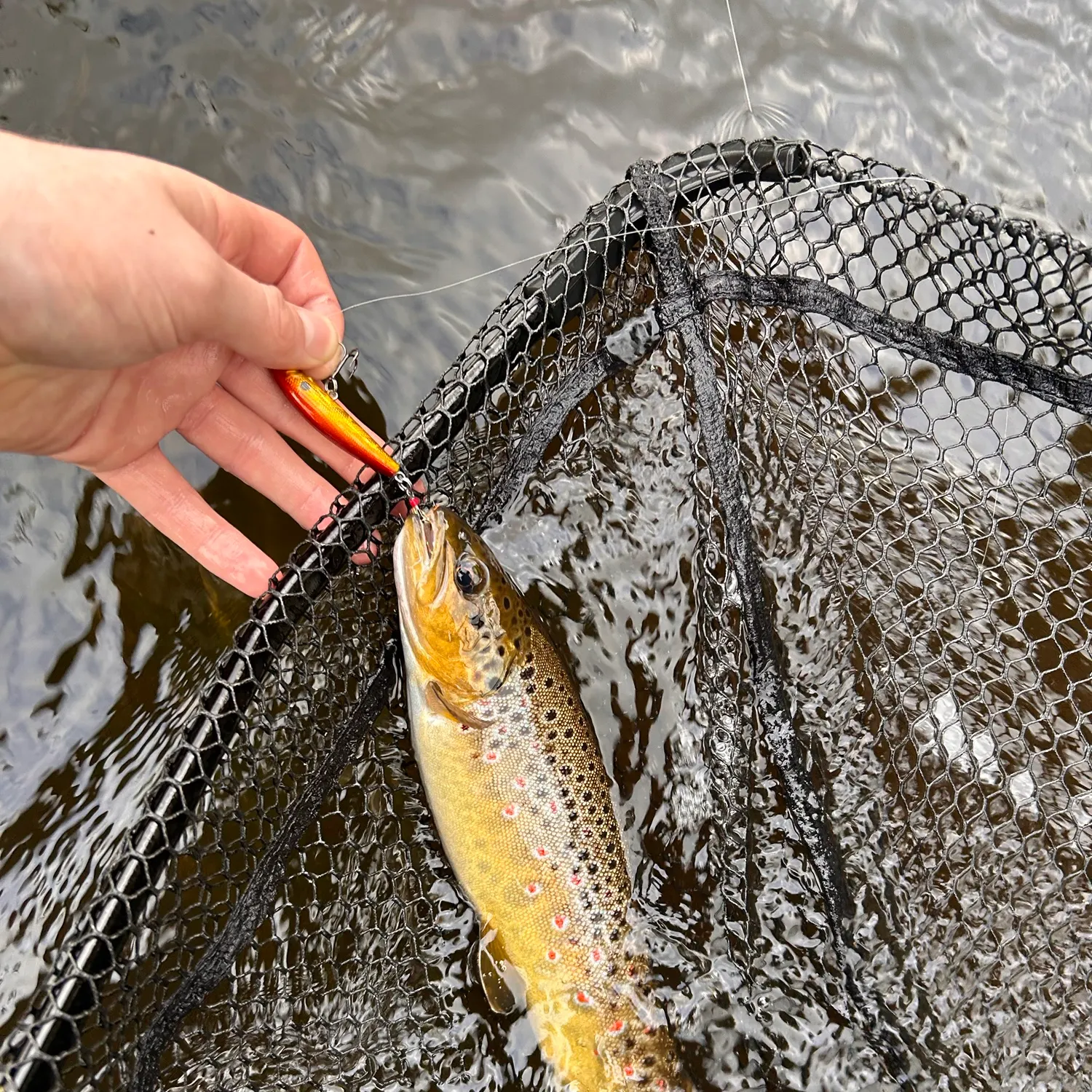 Brown trout caught on Fishbrain