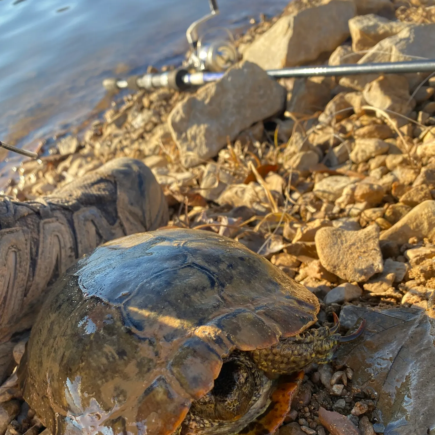 The most recent River cooter turtle catches on Fishbrain