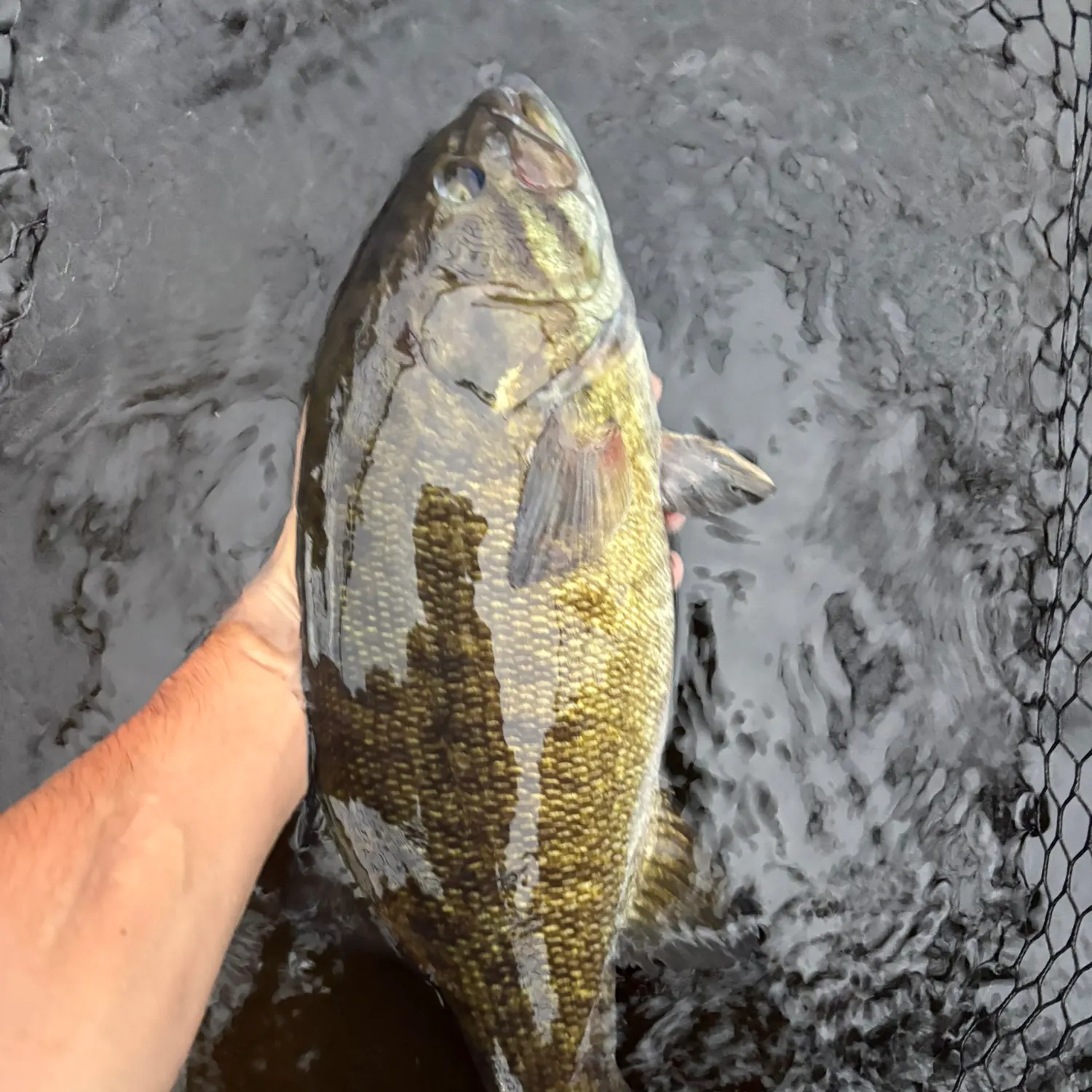 Smallmouth bass caught on Fishbrain