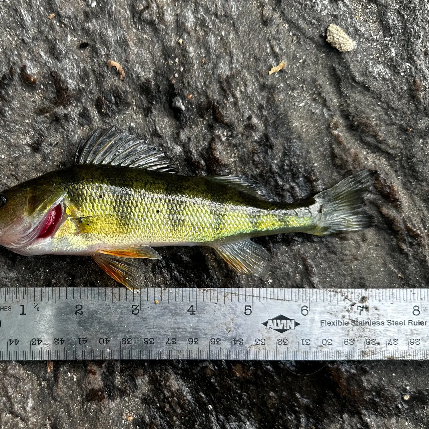 Yellow perch caught on Fishbrain