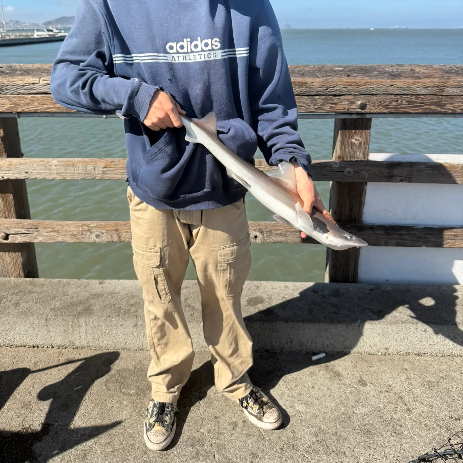 Dusky smooth-hound caught on Fishbrain