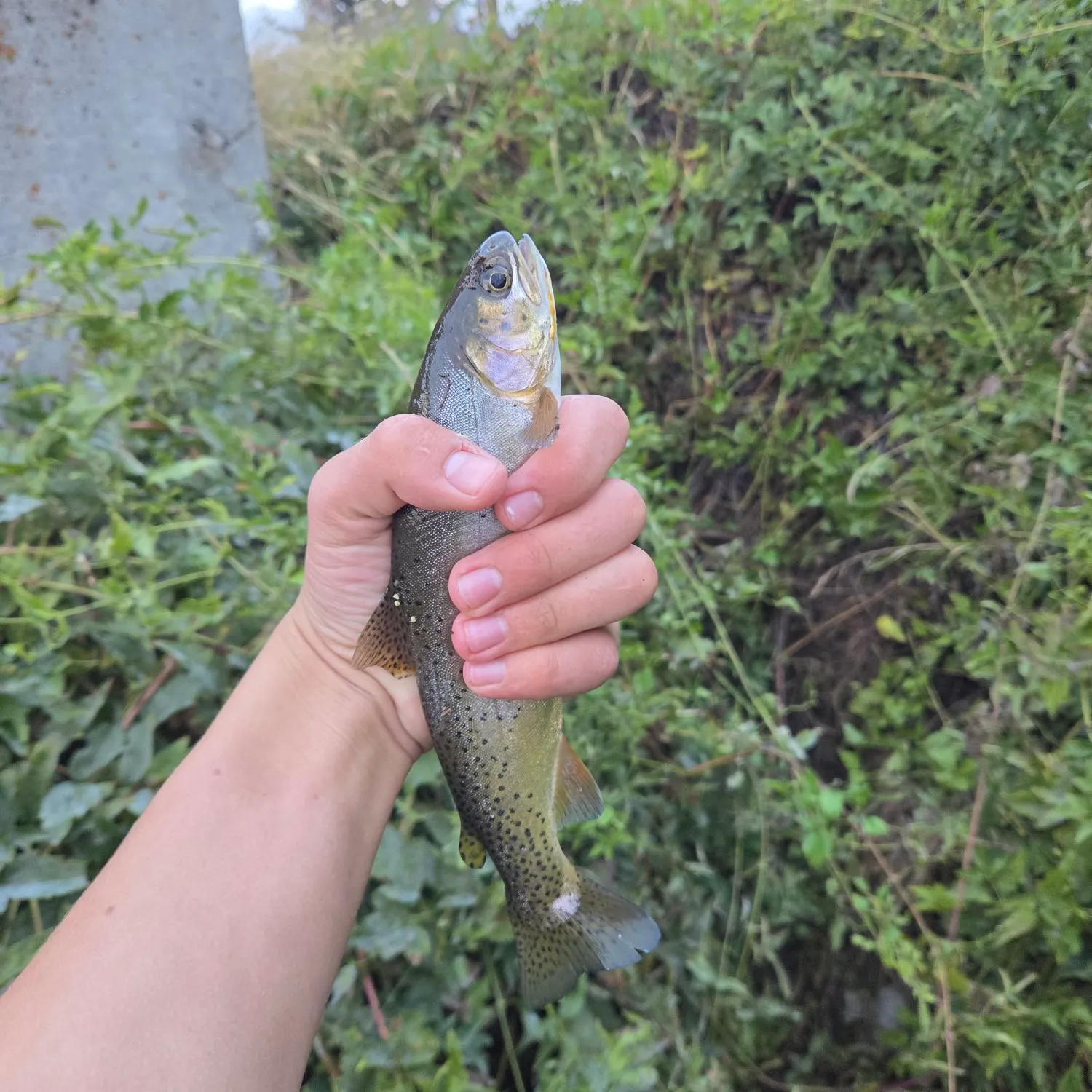 Cutthroat trout caught on Fishbrain