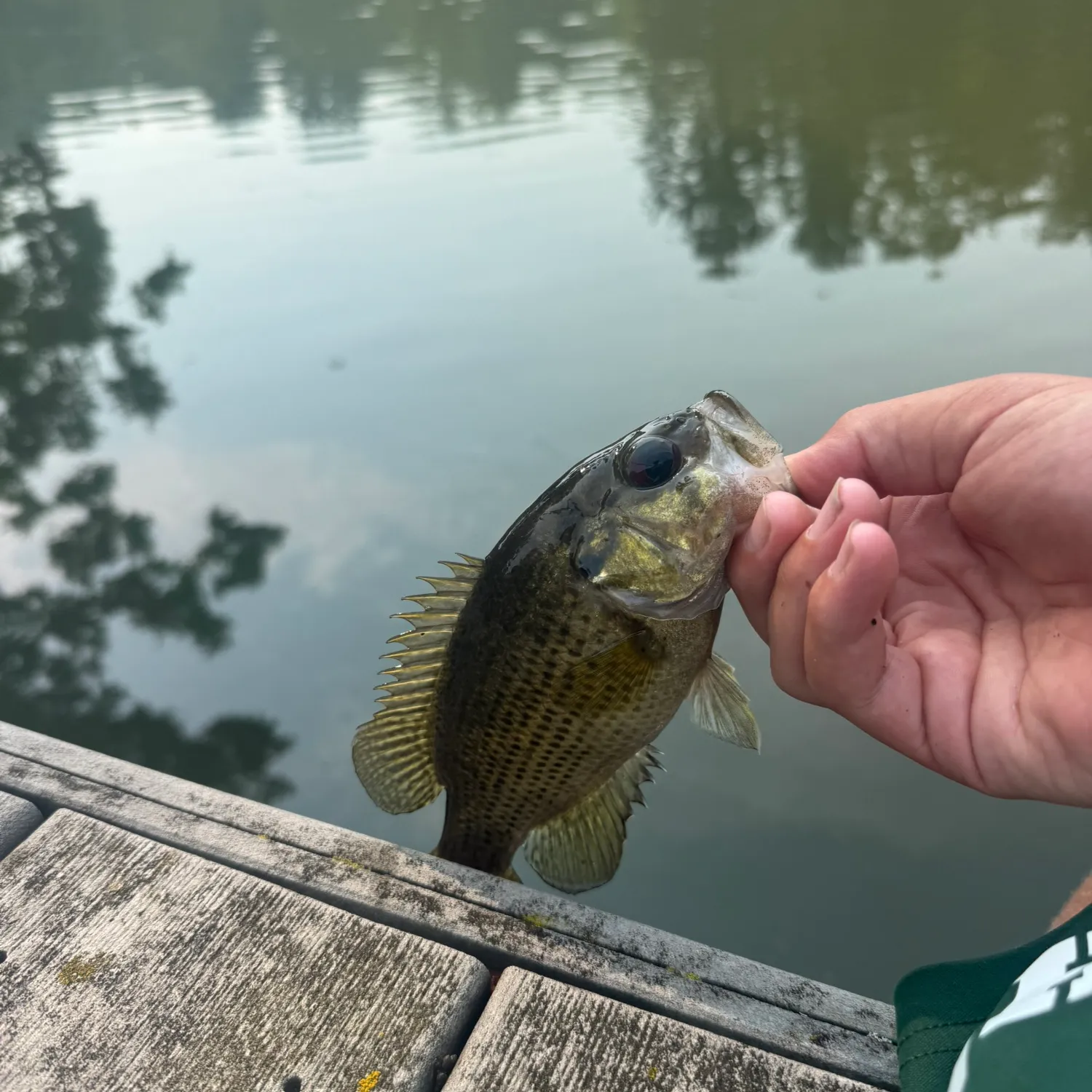 The most recent Rock bass catches on Fishbrain