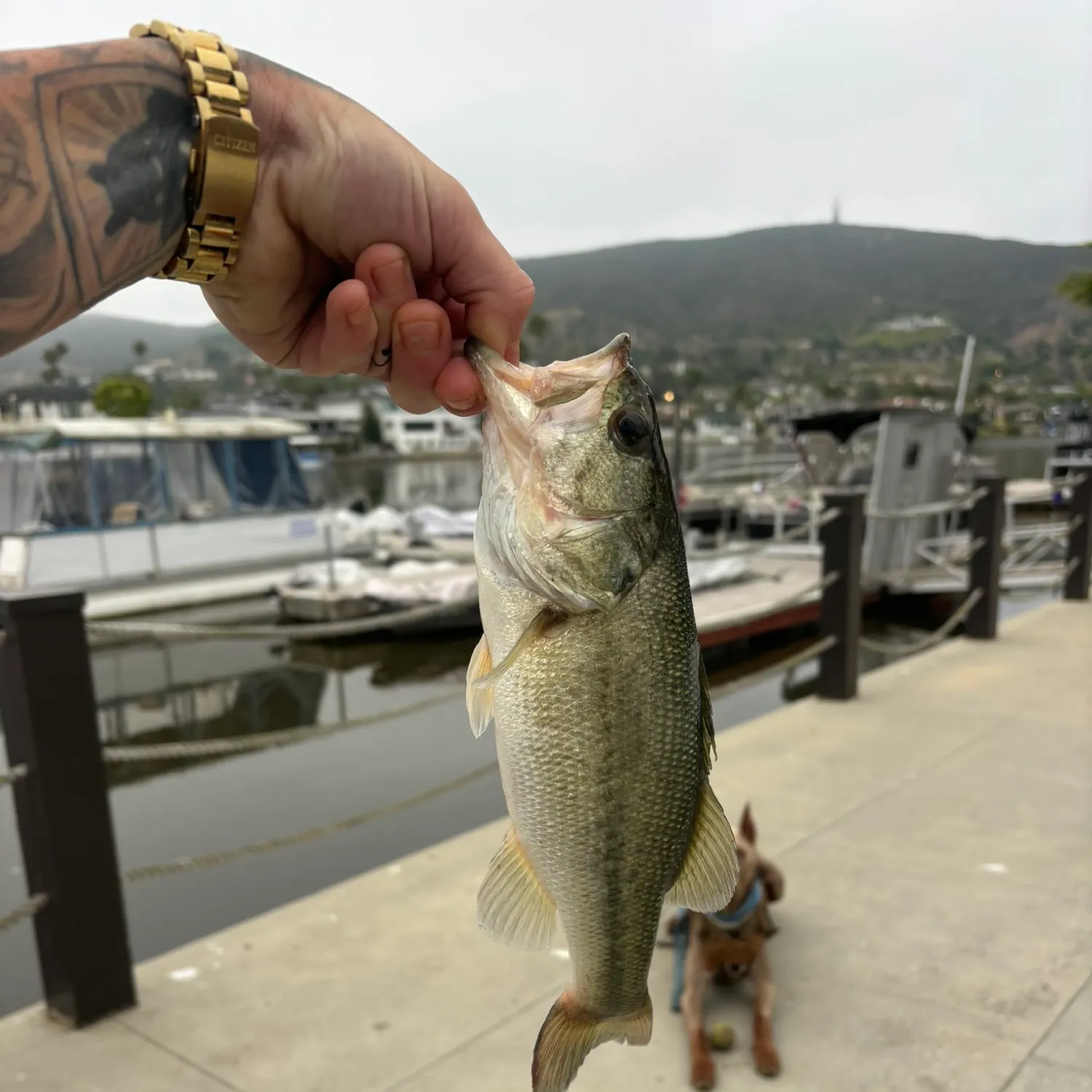 catch