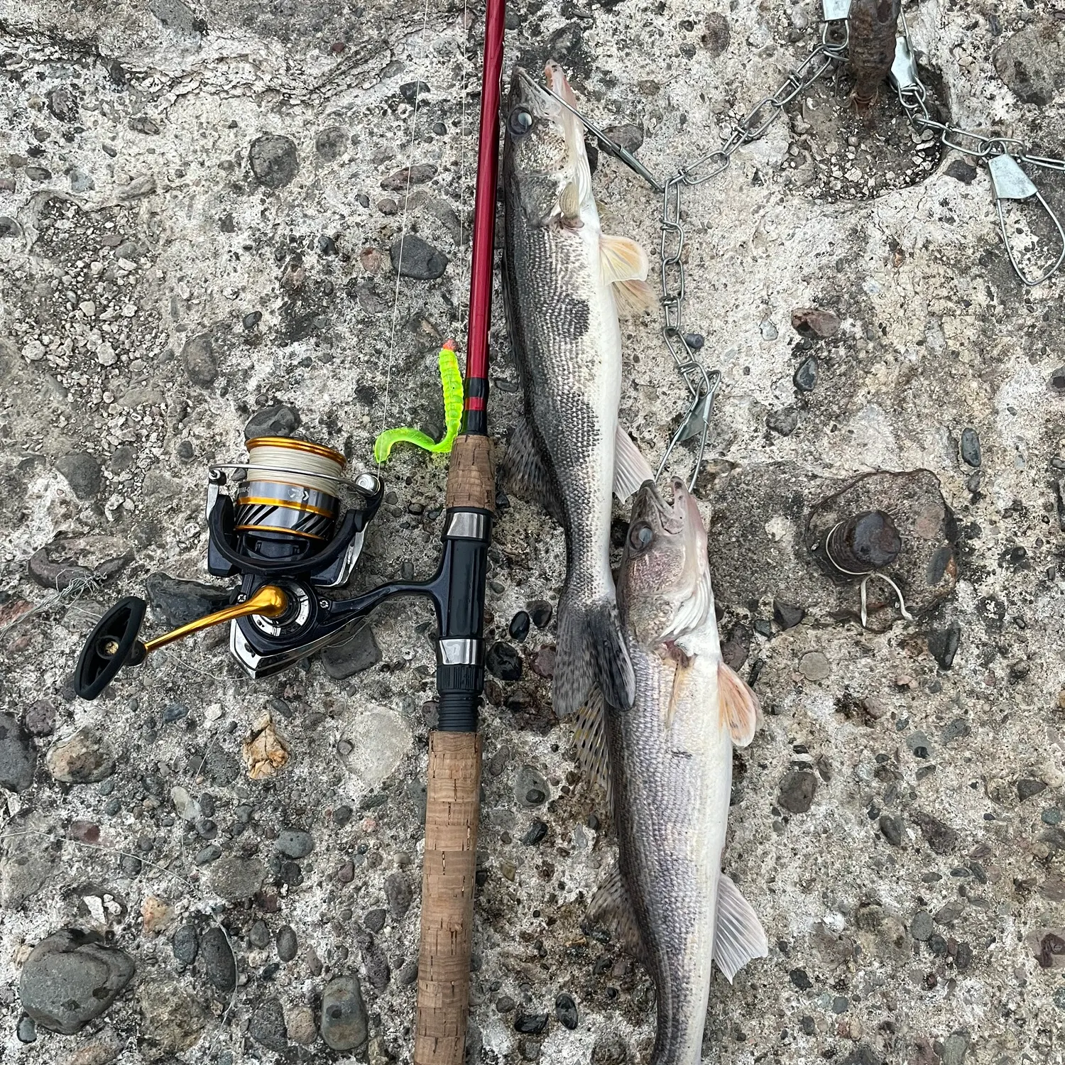 The most recent Sauger catches on Fishbrain