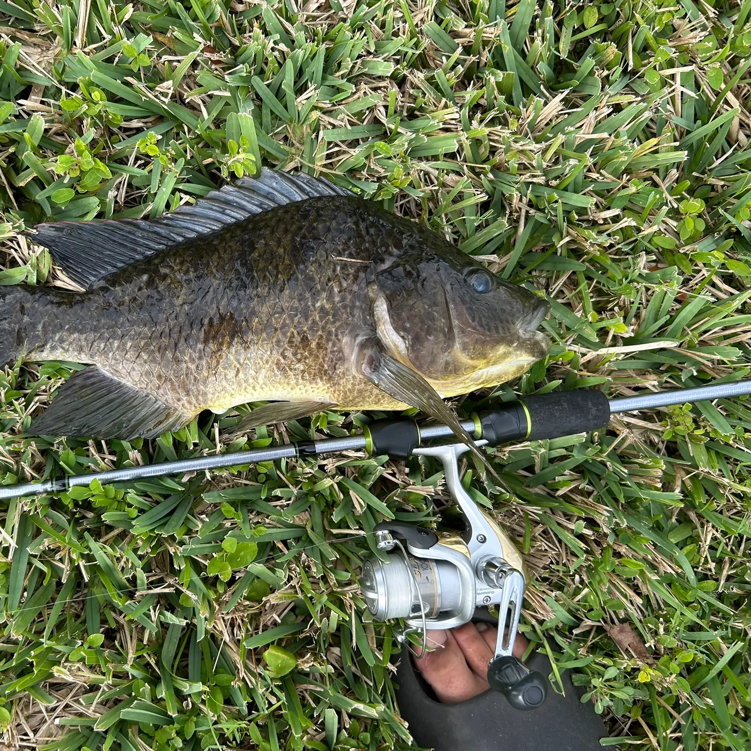 The most recent Mozambique tilapia catches on Fishbrain