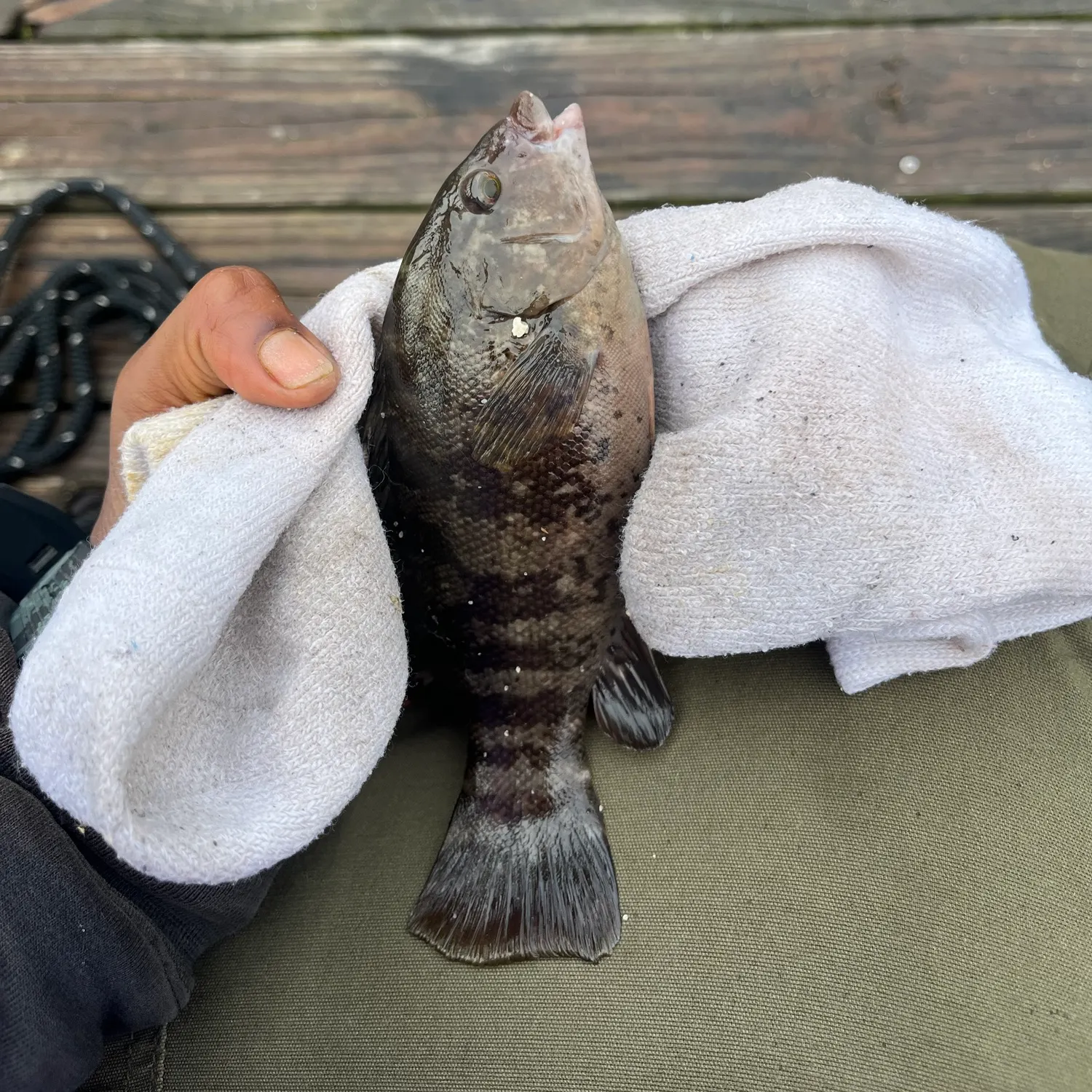 Tautog caught on Fishbrain