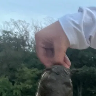 Brown bullhead caught on Fishbrain