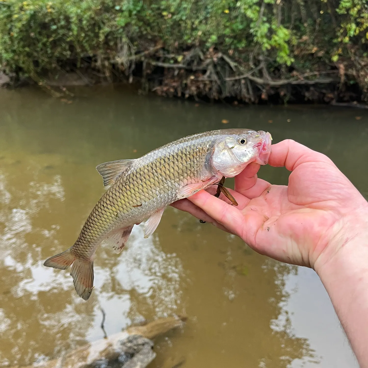 Fallfish caught on Fishbrain
