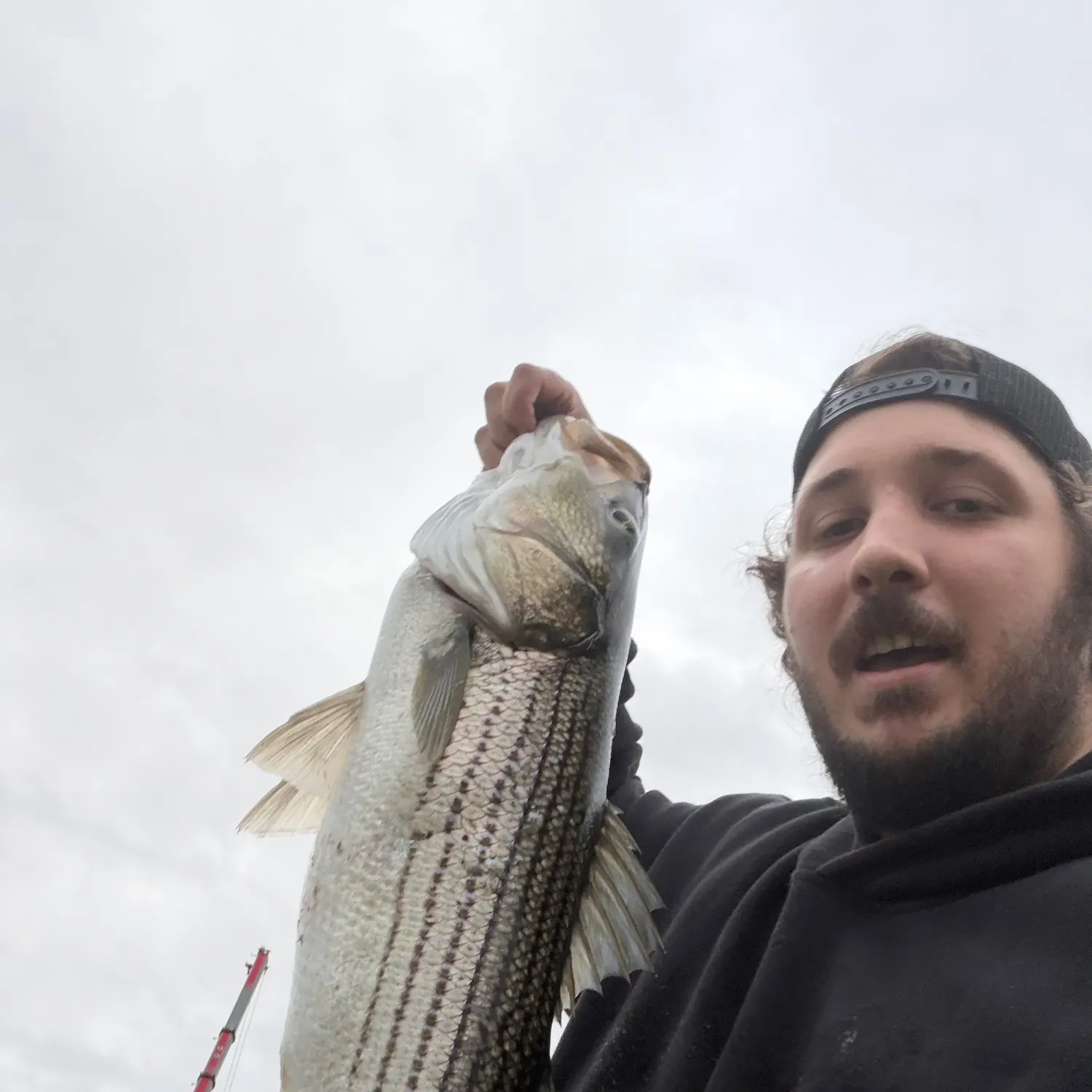 Striped bass caught on Fishbrain