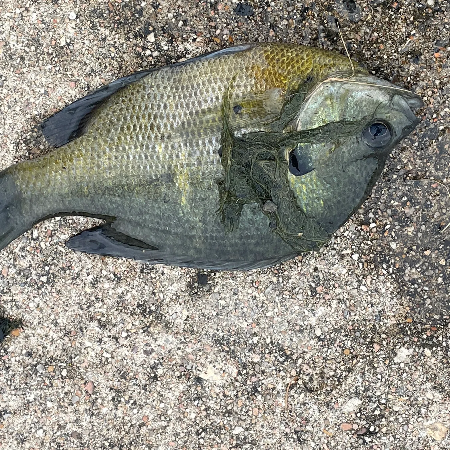 Bluegill caught on Fishbrain