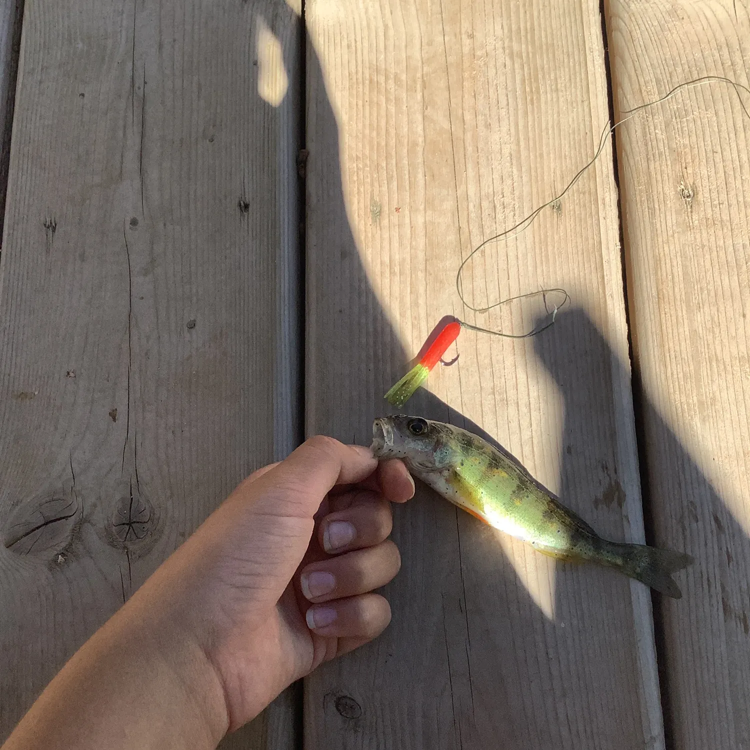 Yellow perch caught on Fishbrain