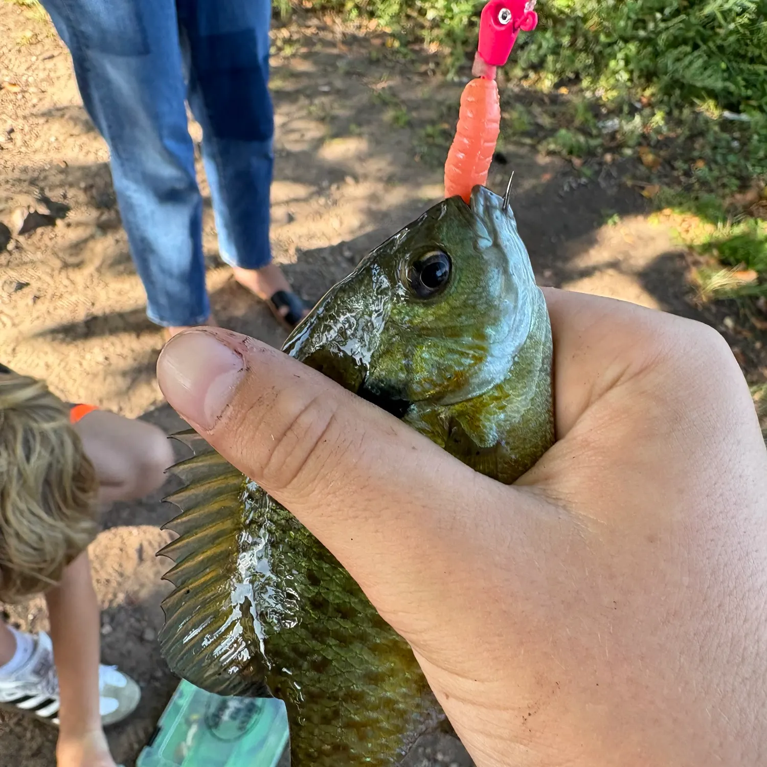 Bluegill caught on Fishbrain
