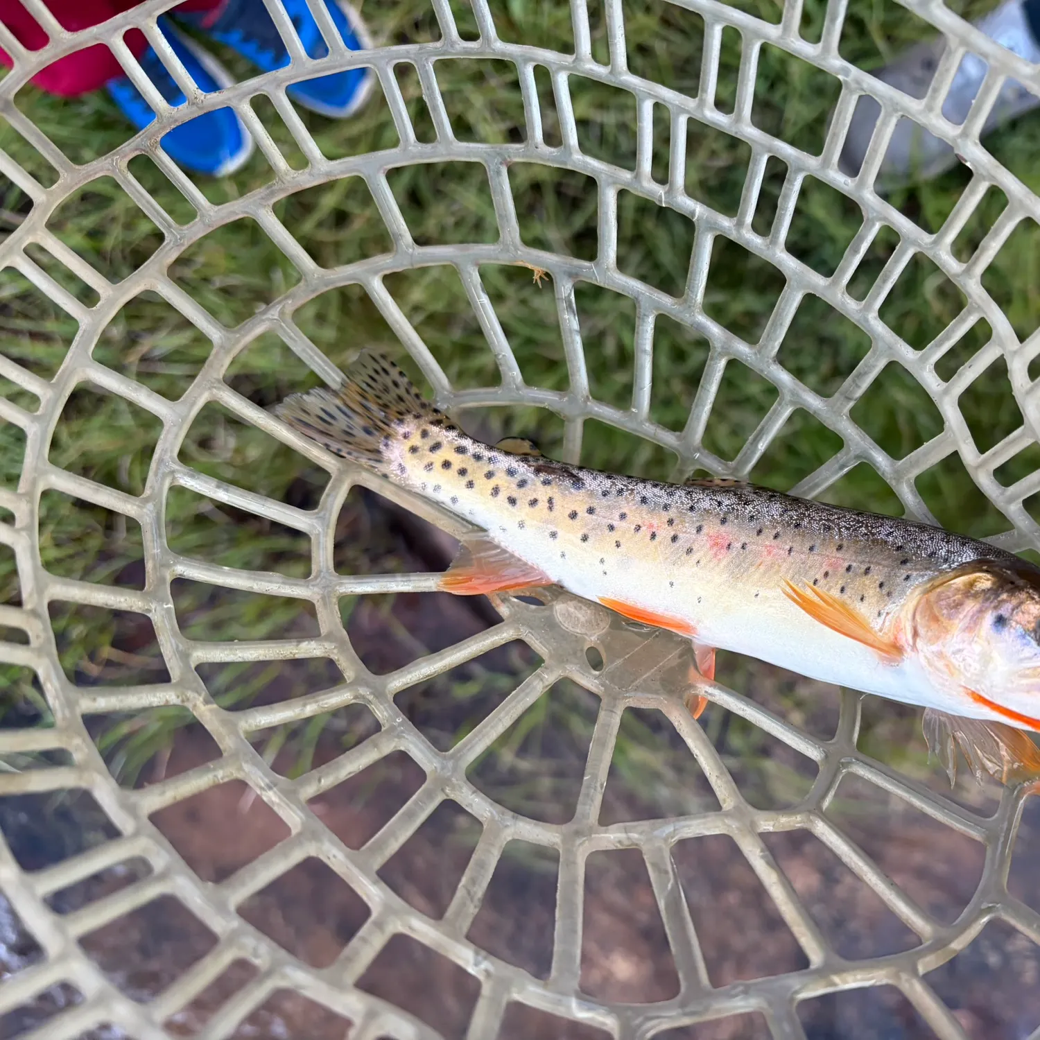 The most recent Colorado river cutthroat trout catches on Fishbrain