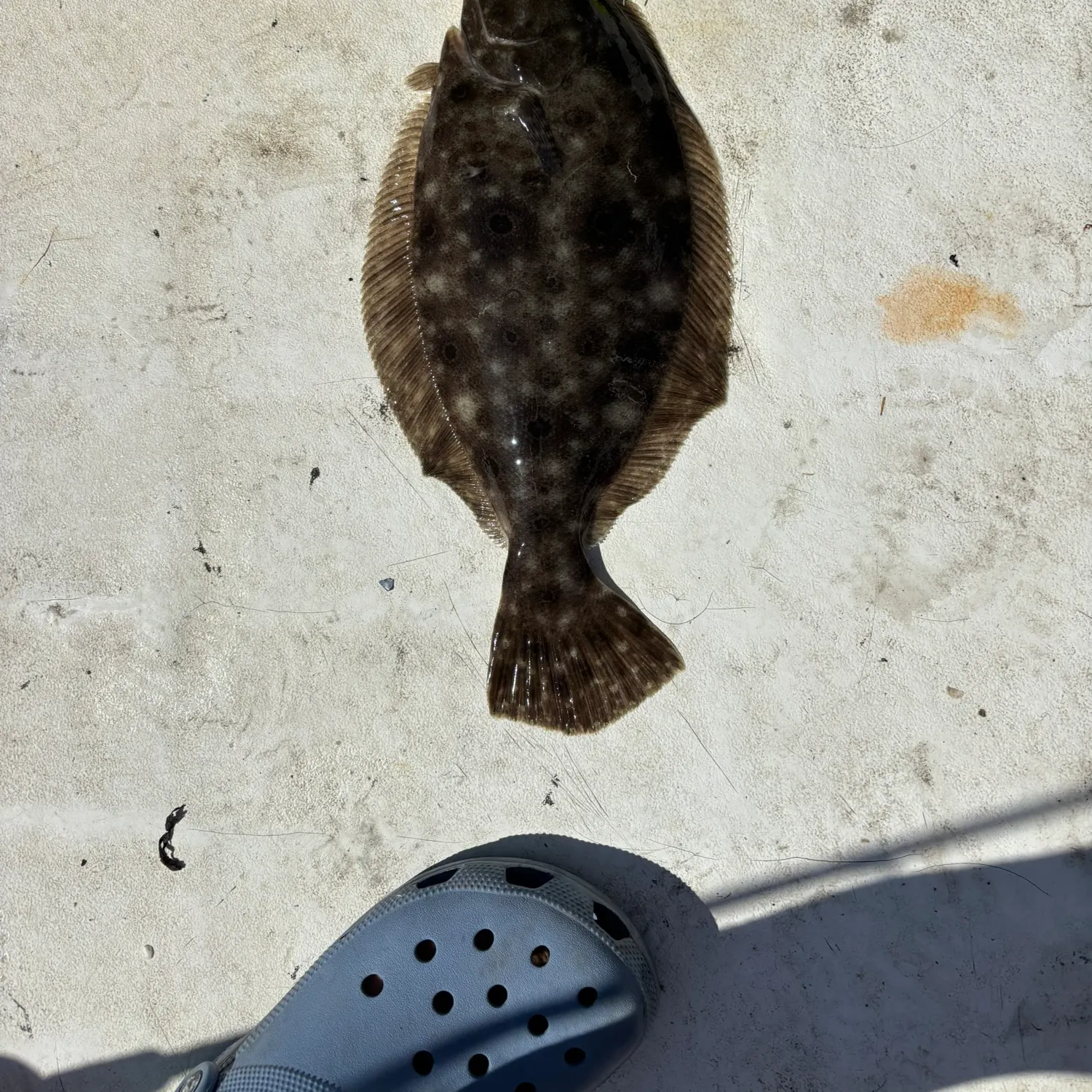 Summer flounder caught on Fishbrain