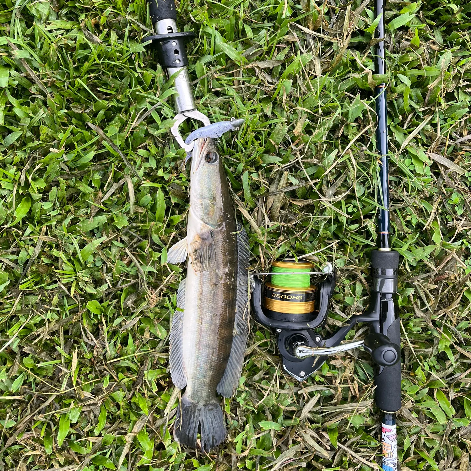 The most recent Indonesian snakehead catches on Fishbrain