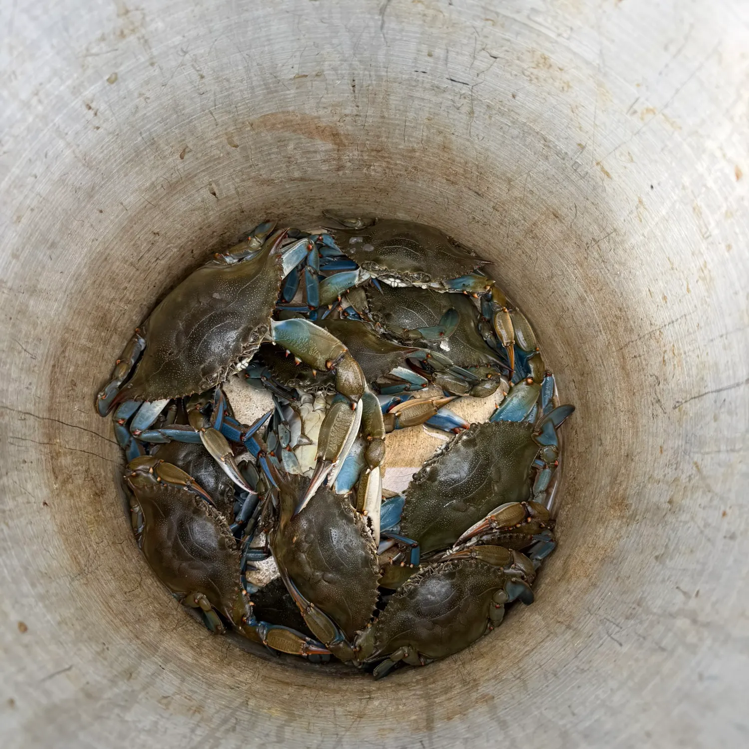 Fish caught on Fishbrain