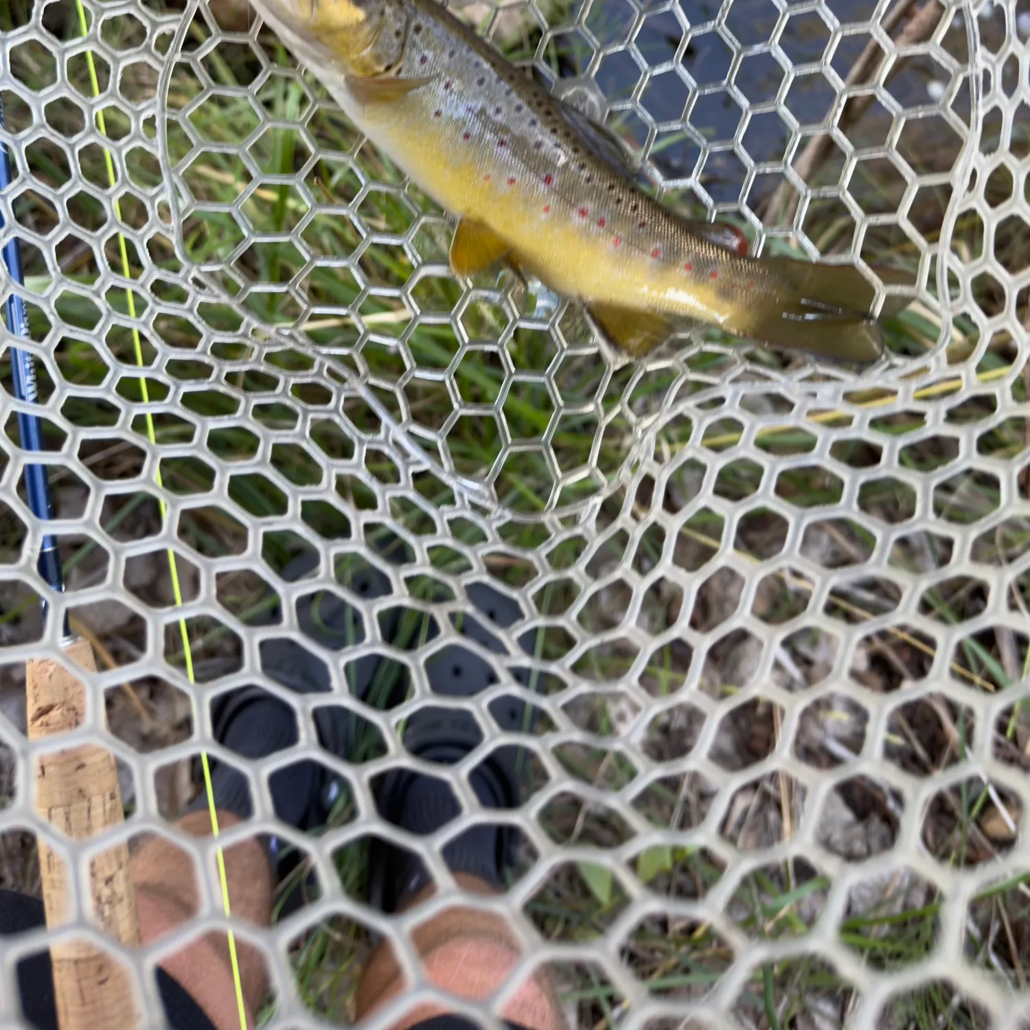 Brown trout caught on Fishbrain