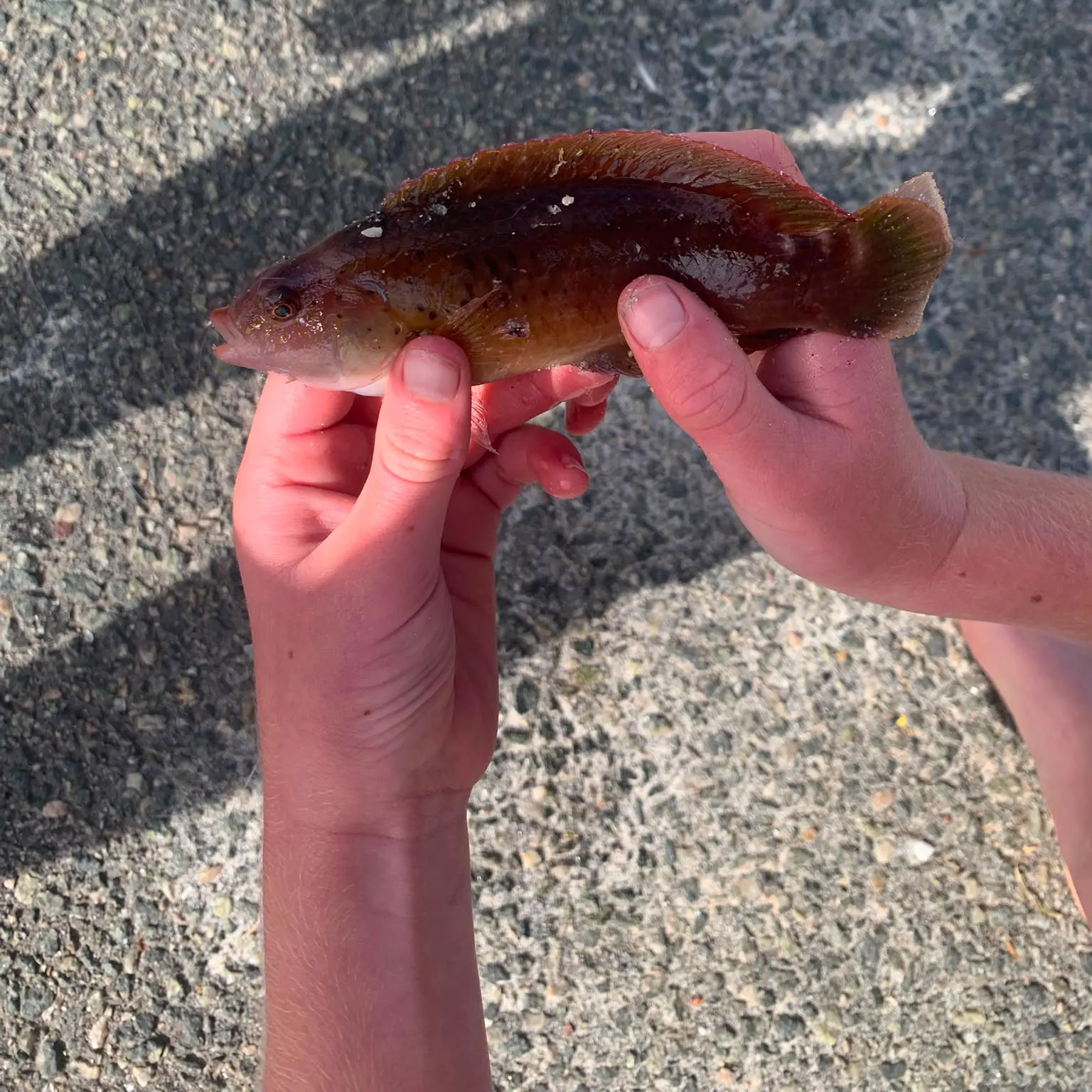 The most recent Brownspotted wrasse catches on Fishbrain
