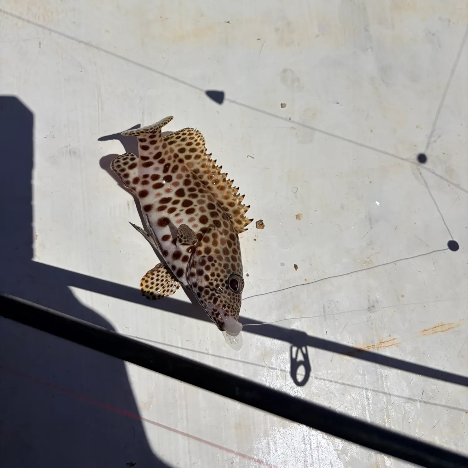 The most recent Honeycomb grouper catches on Fishbrain