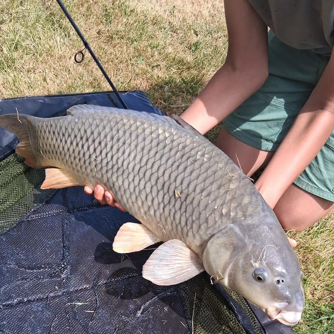 Common carp caught on Fishbrain