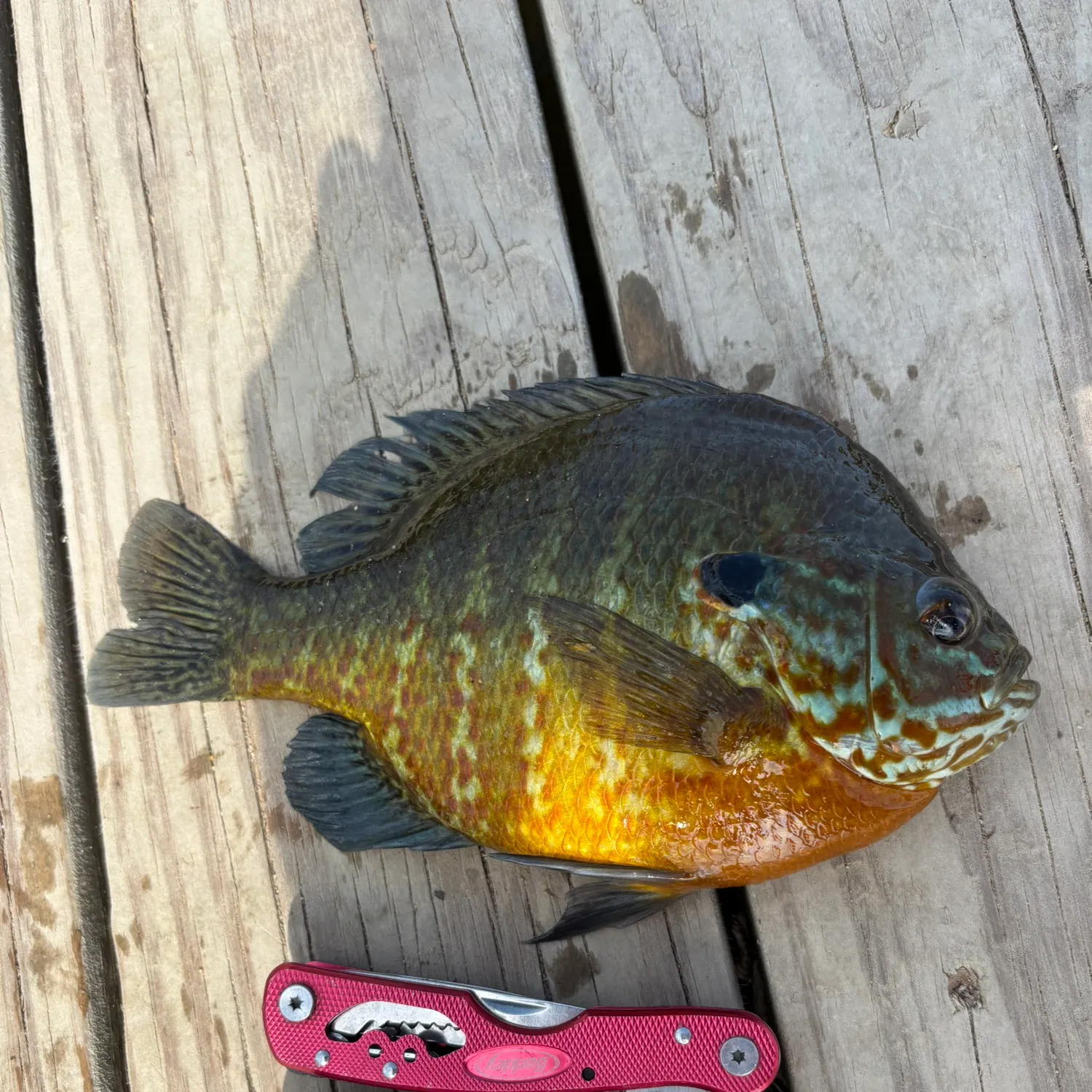 The most recent Pumpkinseed catches on Fishbrain